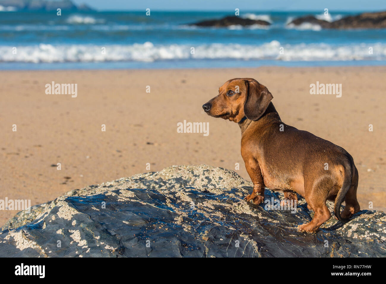 Dackel Hund am Strand. Stockfoto