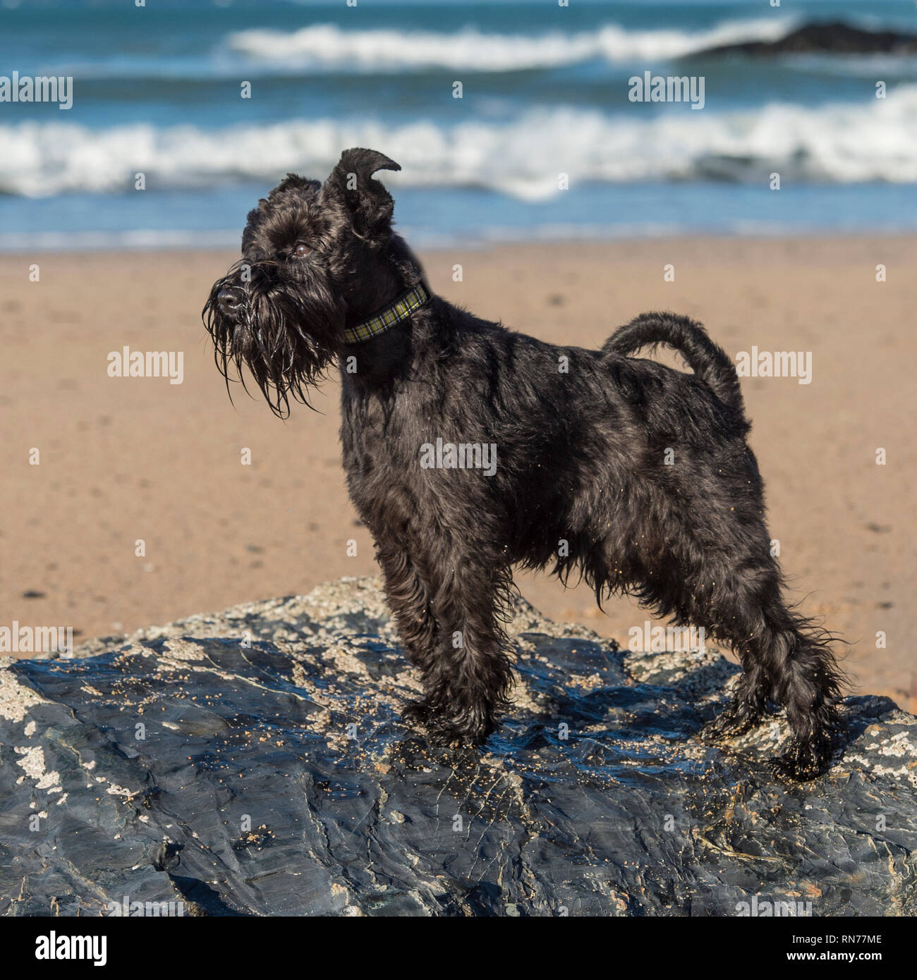 Zwergschnauzer Hund Stockfoto