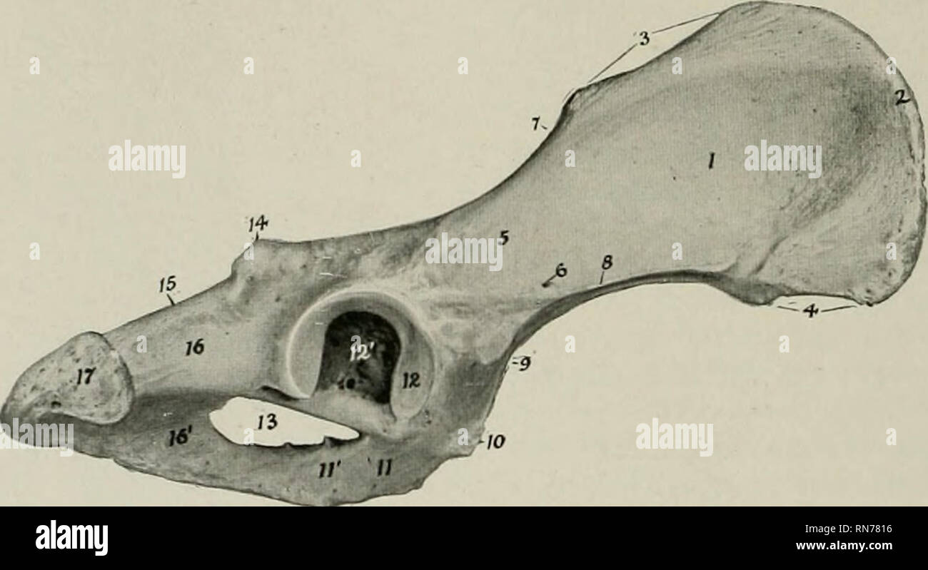 Pectineal line Fotos und Bildmaterial in hoher Auflösung Alamy
