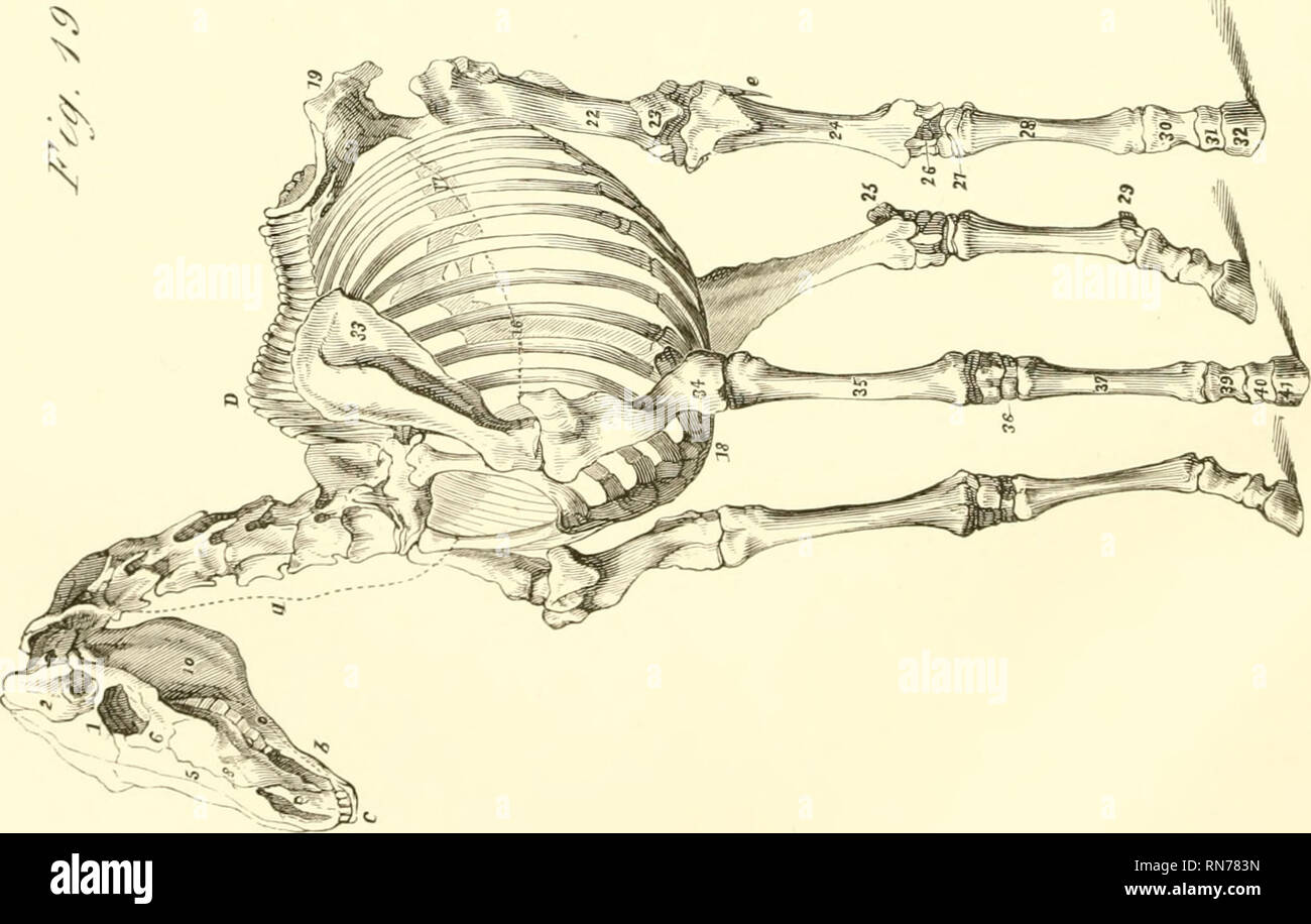 . Die Anatomie und Physiologie des Pferdes: mit anatomischen und questional Illustrationen. Enthält auch eine Reihe von Prüfungen auf equine Anatomie und Physiologie, mit Anweisungen in Bezug auf die Zerlegung und den Modus für die anatomische Präparate. Zu dem wird hinzugefügt, Glossar der veterinärrechtlichen Formalitäten, toxikologische und Wörterbuch der Veterinärmedizin. Pferde, Pferde - - Anatomie. . Bitte beachten Sie, dass diese Bilder aus gescannten Seite Bilder, die digital für die Lesbarkeit verbessert haben mögen - Färbung und Aussehen dieser Abbildungen können nicht Perfekt res extrahiert werden Stockfoto
