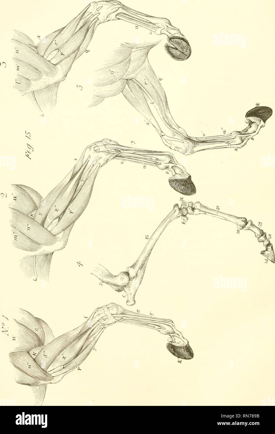 . Die Anatomie und Physiologie des Pferdes: mit anatomischen und questional Illustrationen. Enthält auch eine Reihe von Prüfungen auf equine Anatomie und Physiologie, mit Anweisungen in Bezug auf die Zerlegung und den Modus für die anatomische Präparate. Zu dem wird hinzugefügt, Glossar der veterinärrechtlichen Formalitäten, toxikologische und Wörterbuch der Veterinärmedizin. Pferde, Pferde - - Anatomie. . Bitte beachten Sie, dass diese Bilder aus gescannten Seite Bilder, die digital für die Lesbarkeit verbessert haben mögen - Färbung und Aussehen dieser Abbildungen können nicht Perfekt res extrahiert werden Stockfoto