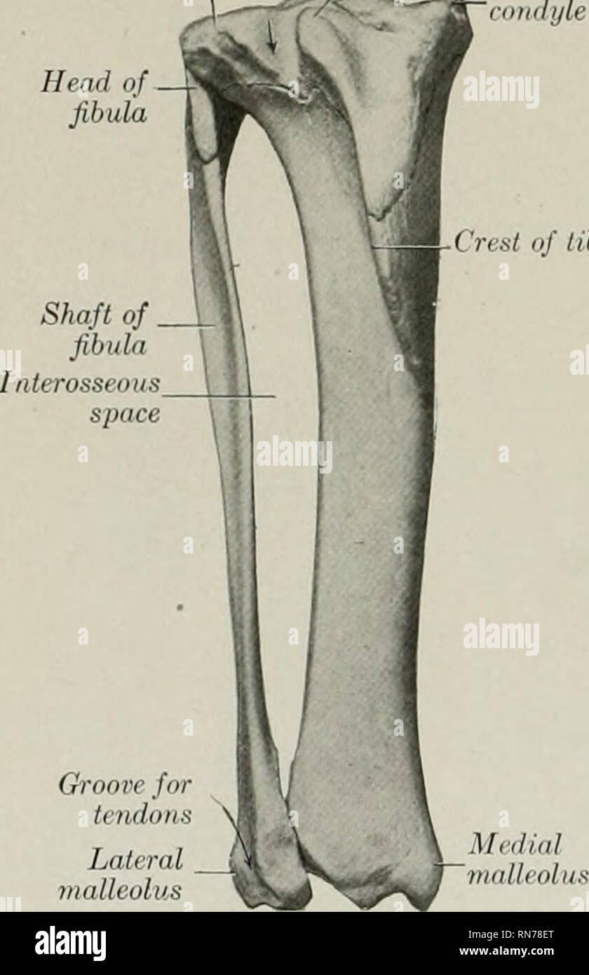 . Die Anatomie der Haustiere. Veterinär Anatomie. 182 SKELETT DES SCHWEINS über dreieinhalb bis vier Zoll (Ca. 8,75 bis 10 cm.). In den weiblichen der Boden ist relativ breit und flach, besonders an der Steckdose, wo die tubera auch sind; es hat auch einen entschieden, ventralen Neigung hinter sich. Die Becken- Achse ist daher entsprechend schräg. Die sitzbeinhöcker Arch ist breit. In der Eber den schamberg ist viel dicker und Ischia sind nicht Posterior auch. Der Einlass ist kleiner; das konjugat Durchmesser ist etwa viereinhalb bis fünf Zoll (Ca. 11-12,5 cm.), und die quer liegenden drei Stockfoto