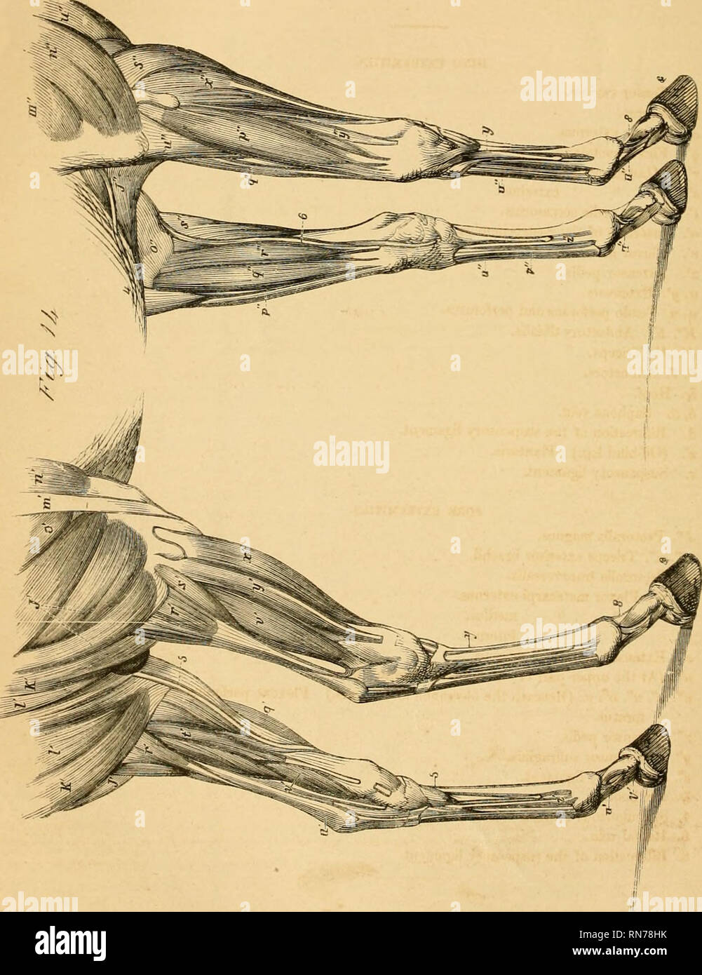 . Die Anatomie und Physiologie des Pferdes: mit anatomischen und questional Illustrationen: enthält auch eine Reihe von Prüfungen auf equine Anatomie und Physiologie, mit Anweisungen in Bezug auf die Zerlegung und den Modus der anatomische Präparate: Zu denen noch, Glossar der veterinärrechtlichen Formalitäten, toxikologische und Wörterbuch der Veterinärmedizin. Pferde; Pferde; CHR 1863. . Bitte beachten Sie, dass diese Bilder aus gescannten Seite Bilder, die digital haben für die Lesbarkeit verbessert - Färbung und Aussehen dieser Abbildungen können nicht Perfekt extrahiert werden Stockfoto