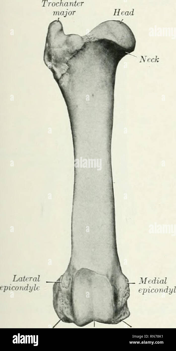 . Die Anatomie der Haustiere. Veterinär Anatomie. Knochen DES BECKENS EXTREMITÄT 181 durch eine Kante, die kontinuierliche ist mit der überlegenen isohiatic Wirbelsäule hinter sich. Die Becken- Oberfläche präsentiert eine umfangreiche raue Gegend hinter, die apposition mit dem Flügel des Kreuzbeins. Die glatte ihac Bereich ist schmal, und wird oben von einer Kante begrenzt. Das Wappen ist konvex und ist dick, rau und prominent in der Mitte, dem höchsten Punkt des Knochens. Die Knolle sacrale ist niedriger als die Crest, ist directeil rückwärts, und artikuliert intern mit dem Kreuzbein. Die Knolle Coxa ist noch niedriger und ist Stockfoto