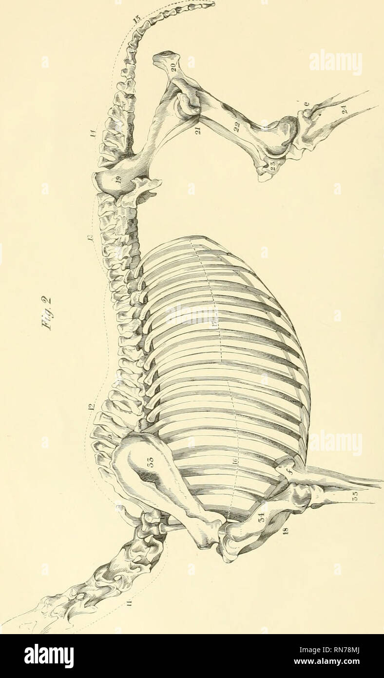 . Die Anatomie und Physiologie des Pferdes: mit anatomischen und questional Illustrationen. Enthält auch eine Reihe von Prüfungen auf equine Anatomie und Physiologie, mit Anweisungen in Bezug auf die Zerlegung und den Modus für die anatomische Präparate. Zu dem wird hinzugefügt, Glossar der veterinärrechtlichen Formalitäten, toxikologische und Wörterbuch der Veterinärmedizin. Pferde. . Bitte beachten Sie, dass diese Bilder aus gescannten Seite Bilder, die digital für die Lesbarkeit verbessert haben mögen - Färbung und Aussehen dieser Abbildungen können nicht genau mit dem Original ähneln extrahiert werden Stockfoto