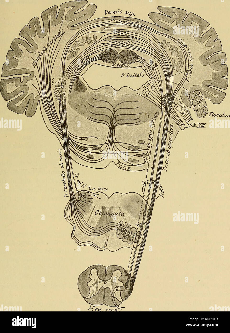 . Die Anatomie des zentralen Nervensystems des Menschen und der Wirbeltiere im Allgemeinen. Neuroanatomie; Zentrales Nervensystem. Die PONS und das KLEINHIRN. 335 Nach B. Beruhigens ist der Meinung, alle Stiel Fasern aus fast allen Teilen des Kleinhirns, Stiel, die vor allem zahlreiche Fasern aus einem bestimmten Teil.. spinnen. Schwein. 211.-Schema zeigt die Herkunft und die coiu e des fibei ist der Stiel des Kleinhirns. Bitte beachten Sie, dass diese Bilder aus gescannten Seite Bilder, die digital für die Lesbarkeit verbessert haben mögen - Färbung und extrahiert werden Stockfoto