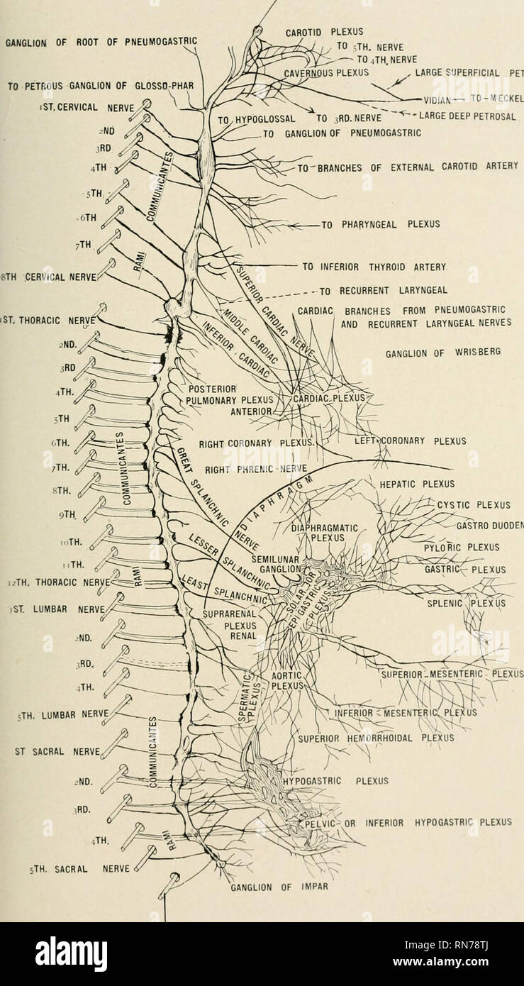 . Anatomie auf den Punkt: Eine Abhandlung über die Anatomie des Menschen in seiner Beziehung zu Osteopathie. Die menschliche Anatomie; osteopathische Medizin osteopathische Medizin; Anatomie. PLATECXCVII. GANGLION VON RIBES 70 GANGLIENZELLEN DER WURZEL DES PNEUMOGASTRIC zu PETROUS GANGLIENZELLEN DER GLOSSO: PHAR 1 ST. Zervikale Nerv - &Lt;ND HALSSCHLAGADER PLEXUS ZU 5 TH. Nerv^ - 4. Nerv HÖHLENARTIGEN PLEXUS, grossen oberflächlichen PETROSAL VIDIAN - MECKEL S-Ganglienzellen' große, tiefe PETROSAL ZU-Niederlassungen der A. carotis externa &Lt;?+ kardialer Zweige von PNEUMOGASTRIC * %S^, V I UND WIEDERKEHRENDEN LARYNGEAL NERVEN GANGLIENZELLEN von WRISBERG. Hepatische PLEXUS ZYSTISCHE PLE Stockfoto