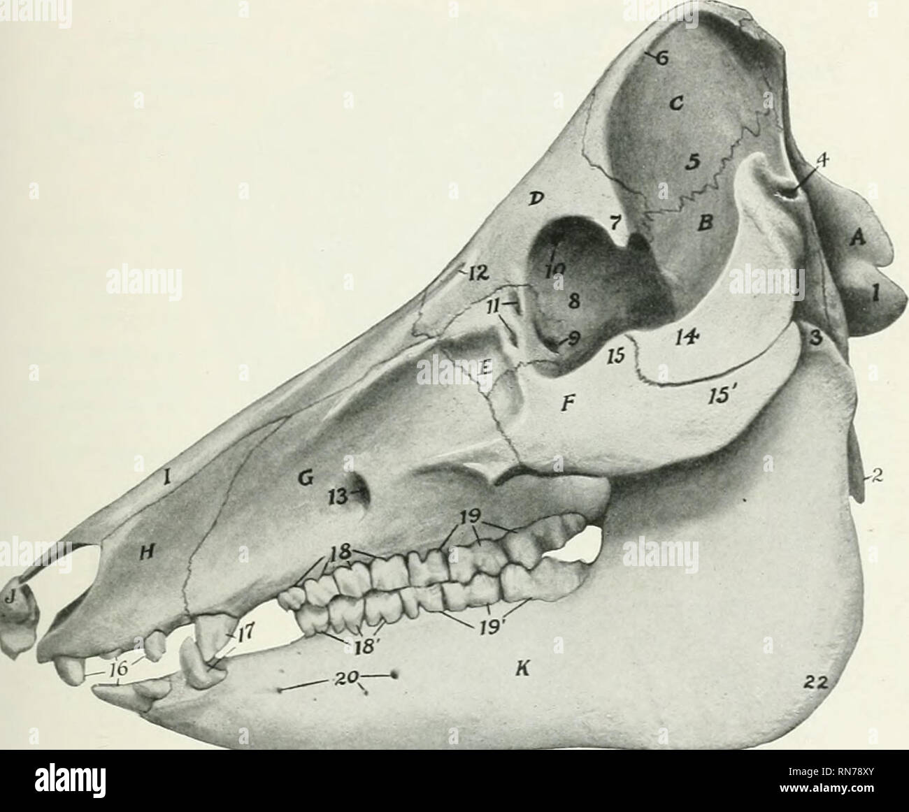 Cranial ridges -Fotos und -Bildmaterial in hoher Auflösung – Alamy