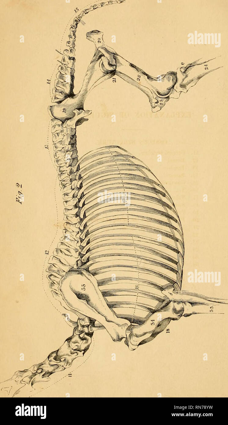 . Die Anatomie und Physiologie des Pferdes: mit anatomischen und questional Illustrationen: enthält auch eine Reihe von Prüfungen auf equine Anatomie und Physiologie, mit Anweisungen in Bezug auf die Zerlegung und den Modus der anatomische Präparate: Zu denen noch, Glossar der veterinärrechtlichen Formalitäten, toxikologische und Wörterbuch der Veterinärmedizin. Pferde; Pferde; CHR 1863. . Bitte beachten Sie, dass diese Bilder aus gescannten Seite Bilder, die digital haben für die Lesbarkeit verbessert - Färbung und Aussehen dieser Abbildungen können nicht Perfekt extrahiert werden Stockfoto
