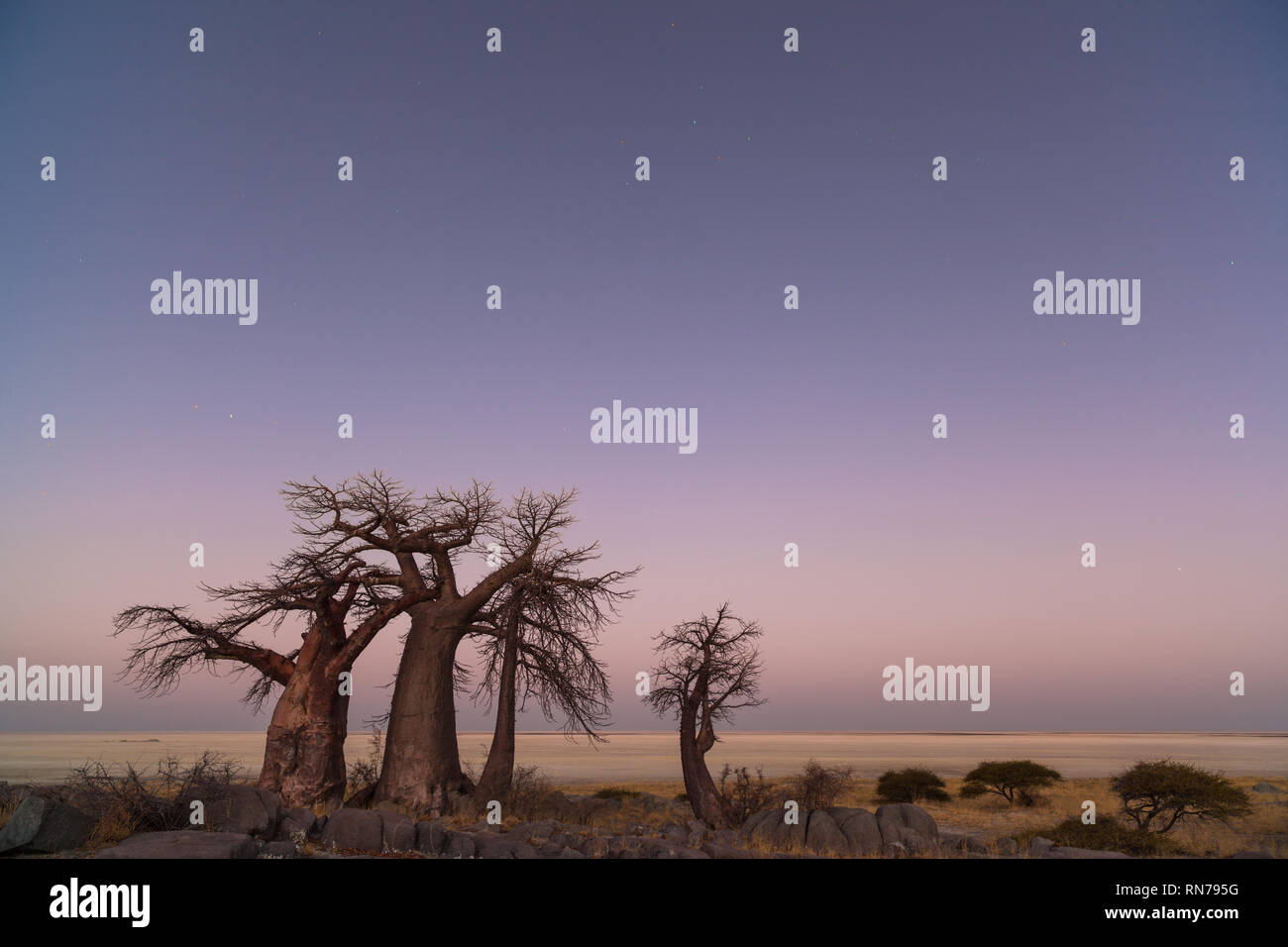 Affenbrotbäume vor Sonnenaufgang Stockfoto