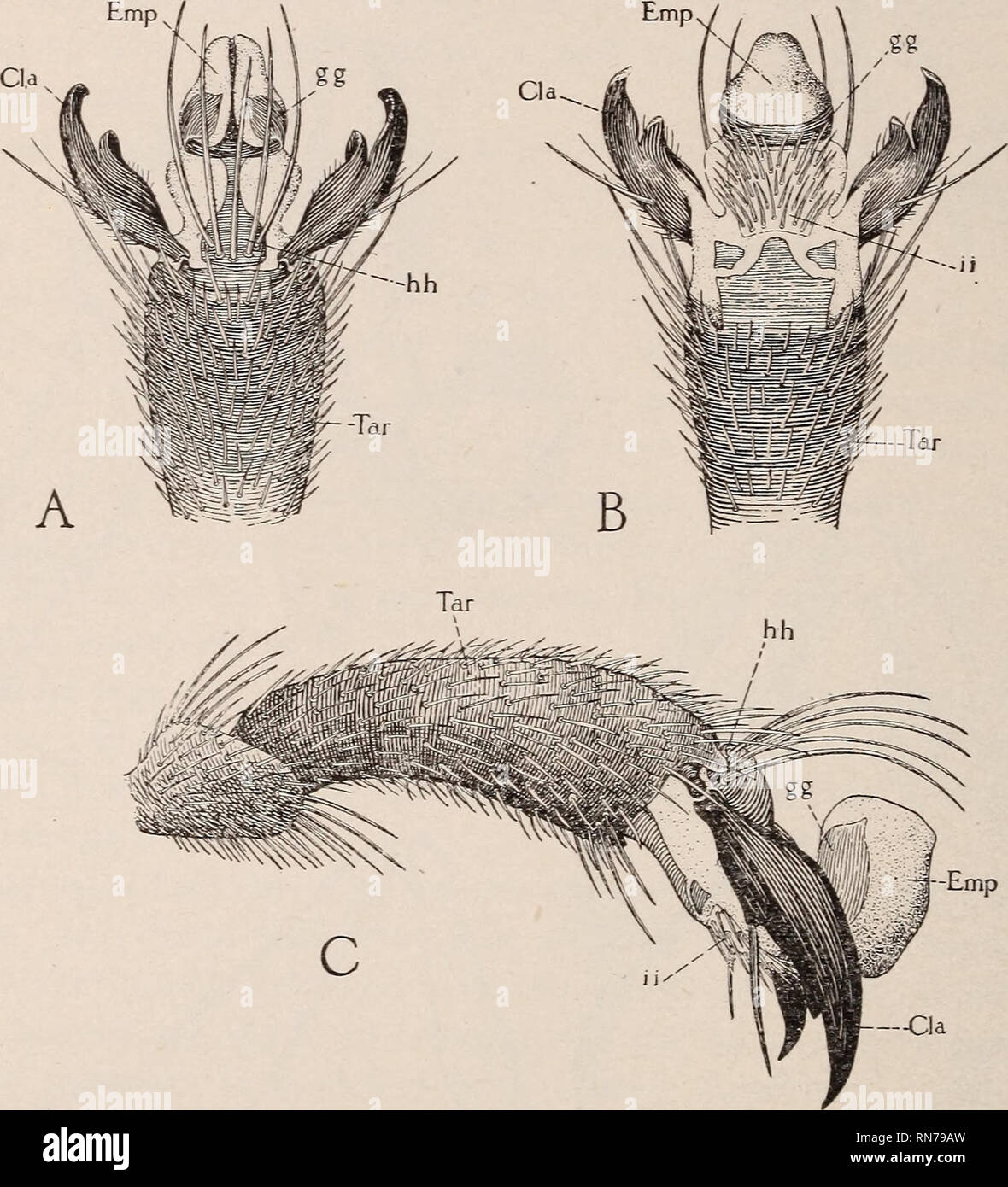 . Die Anatomie der Biene. Insekten; Bienen; Bienen; Honigbiene Anatomie Anatomie. 68 DIE ANATOMIE DER BIENE. Pollen die Einhaltung jeder der Hinterbeine. Die pollen Körbe sind auch für den Transport von Propolis. Zwischen den Enden der hind Tibia (Tb) und der ersten tarsal Joint (ITa/-) ist eine Art von pincerlike Cleft (F) und (G, ff) durch eine Reihe von kurzen Stacheln auf der Schienbeinkopf Kante bewacht. Dies ist im Volksmund bekannt als "Wachs Schere" und es soll für die Ernte der Platten von Wachs aus dem Wachs Taschen der Abdominal- Segmente verwendet werden. Der Schriftsteller hat jedoch beobachtete Bienen nehmen. Stockfoto