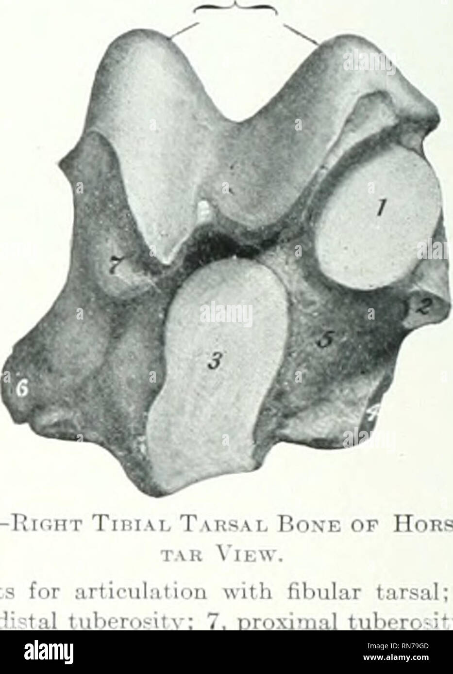 Tibial tuberosity -Fotos und -Bildmaterial in hoher Auflösung – Alamy