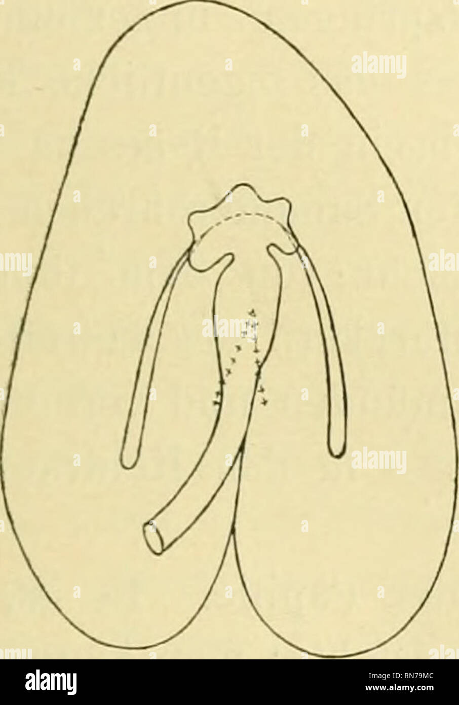 . Anatomischer Anzeiger. Anatomie, Vergleichende; Anatomie, Vergleichende. 529 wissermaßen identische Grundform zeigen. Sie stellen nämlich eigent-lich nichts anderes dar, als einige recht ansehnliche, verschieden lange, flachröhrige Verlängerungen des Porenfeldes, von denen je eine dessen kraniales und kaudales Ende fortsetzt. Jeder Recessus verläuft von seinem Porenfeldende eine als horizontale orientierter, in seinem dorso-ventralen Einspritzdüse flachgedrückter, einem einzelnen Stellen Thunfischwadenfänger Länge ungleich breiter Kanal in medialer Richtung bis zu seinem blinden Ende. Er besitzt dabei eine Randkrümmun Stockfoto