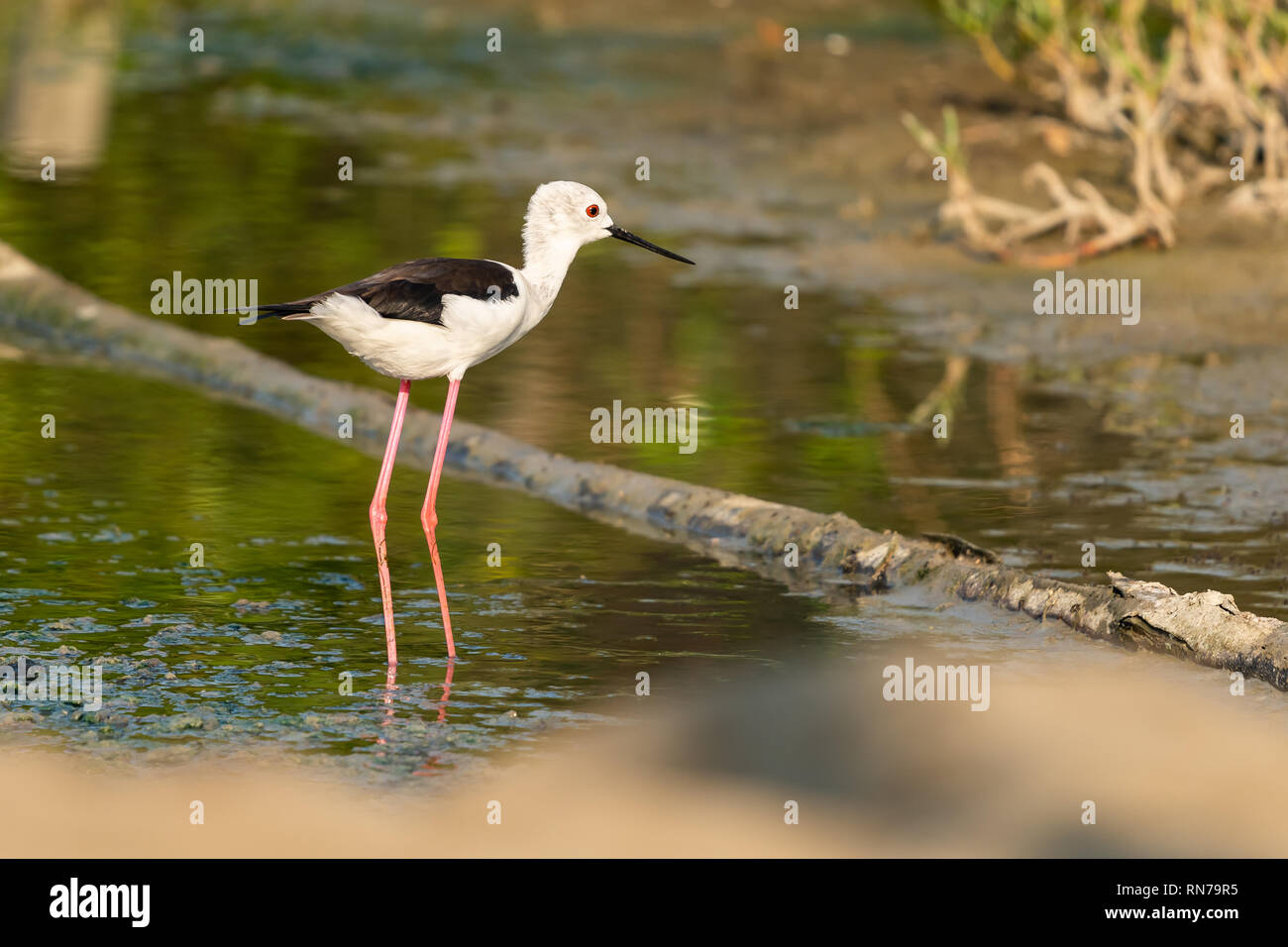 Schwarz - geflügelte Stelzenläufer stehend auf der Küste Gezeiten-Bereich Stockfoto