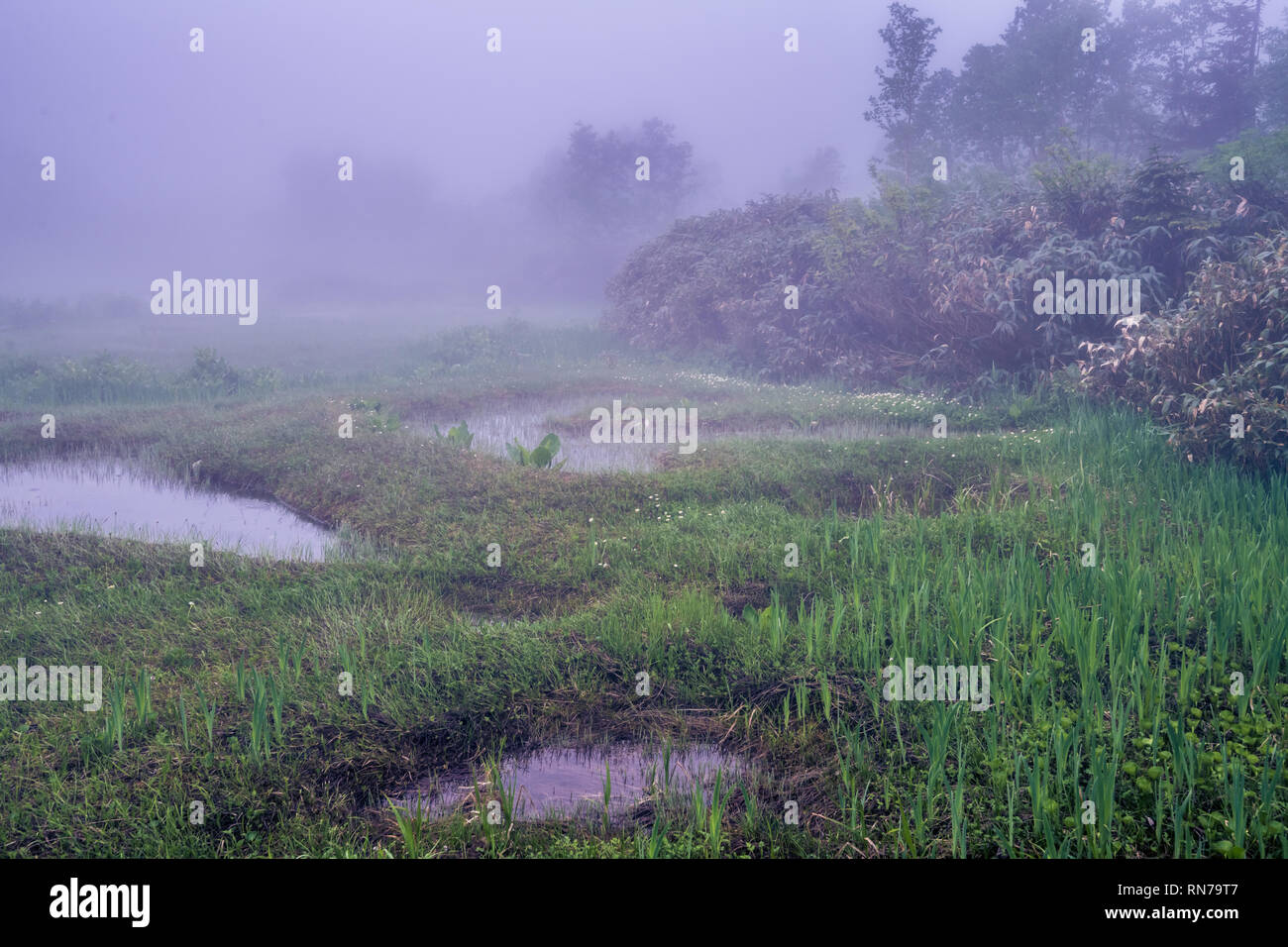 Wandern in den Nebel. Verschiedene alpine Pflanzen können im frühen Sommer beobachtet werden. Tsugaike, Hakuba, Gebirge, Nagano, Japan Stockfoto