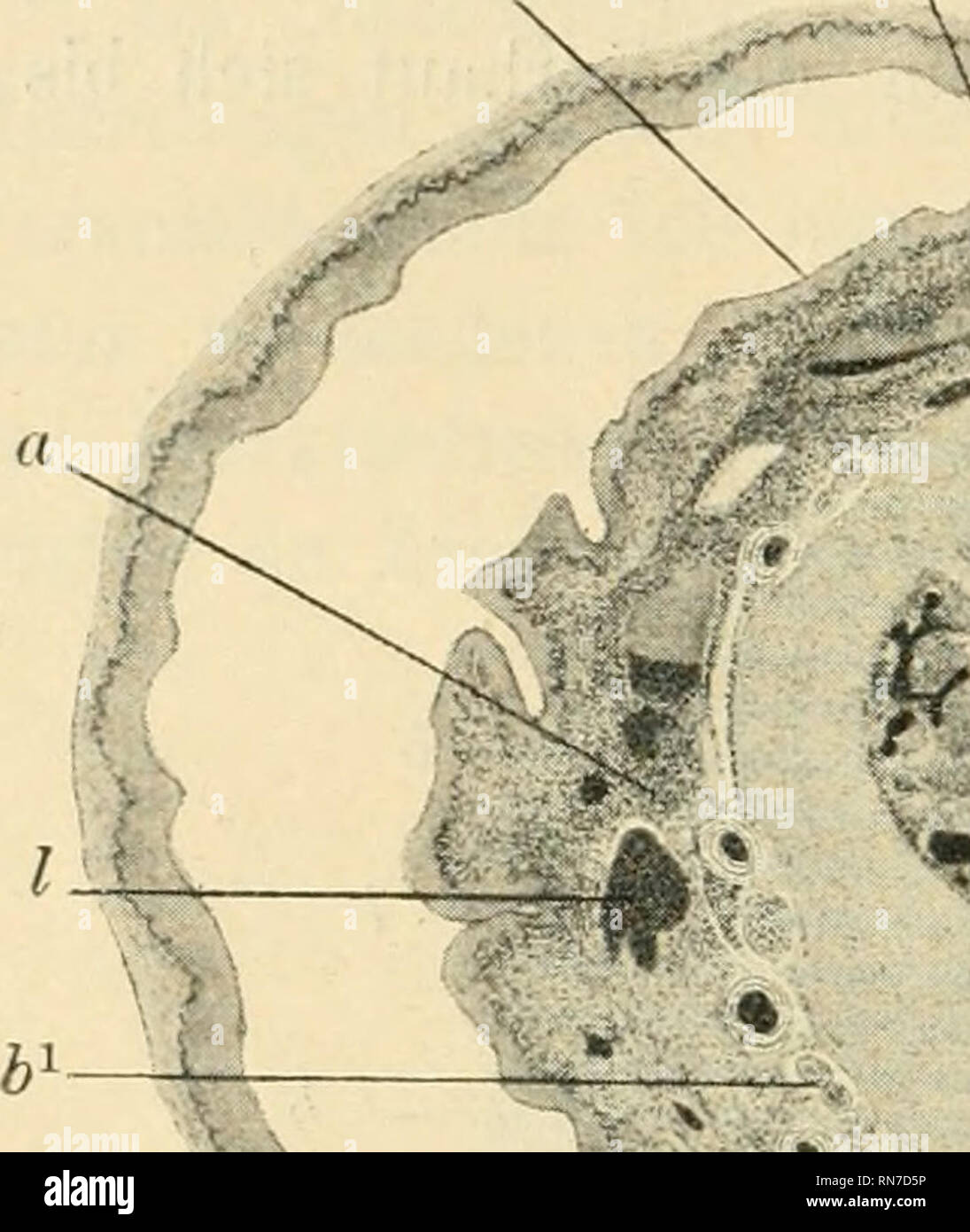 Eichel anatomie -Fotos und -Bildmaterial in hoher Auflösung – Alamy