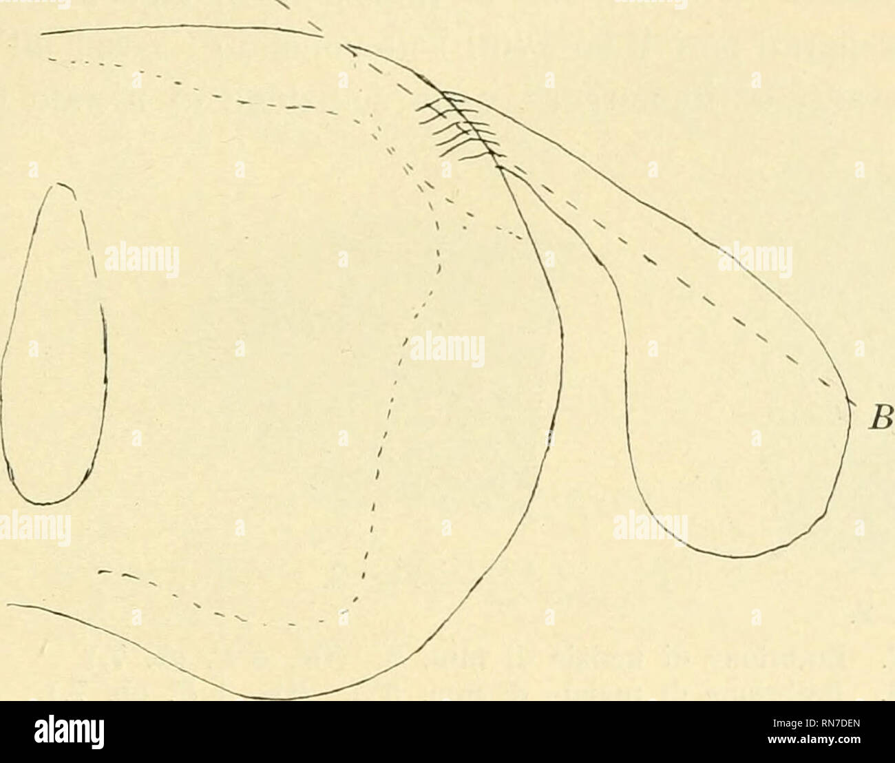 Curvatura Stockfotos Und Bilder Kaufen Alamy