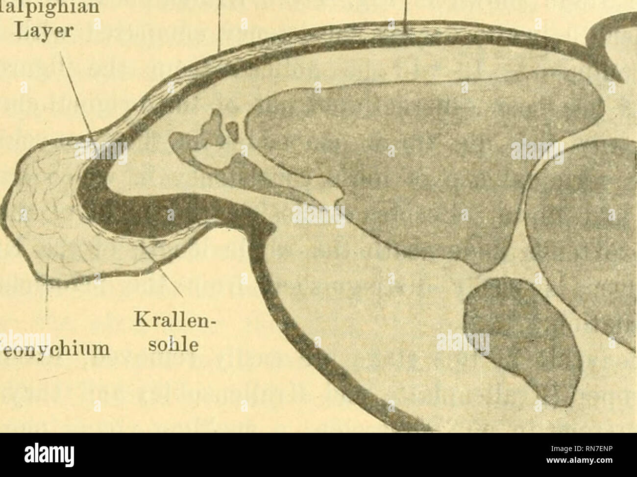 . Anatomischer Anzeiger. Anatomie, Vergleichende; Anatomie, Vergleichende. 375 ein Verweis auf Abbn. 3 und 4 zeigt die Entwicklung der Klaue. In Abb. 3 sehen wir die Rudiment der Klaue investieren am Ende der Ziffer. Es besteht aus einem Deckel von keratinoid Material Färbung gelb mit Krallenplatte Eponychium Malpighian Layer. Krallen - Neonychiiim sohle Abb. 3. Medianen Längsschnitts durch das Ende der dritten Ziffer der rechten manus von 9 cm Fötus von T. conurus. Pikrinsäure. In diesem Rudiment drei Portionen können gemacht werden. Die dorsale teil, in denen eine sehr unterschiedliche faserige Struktur Stockfoto