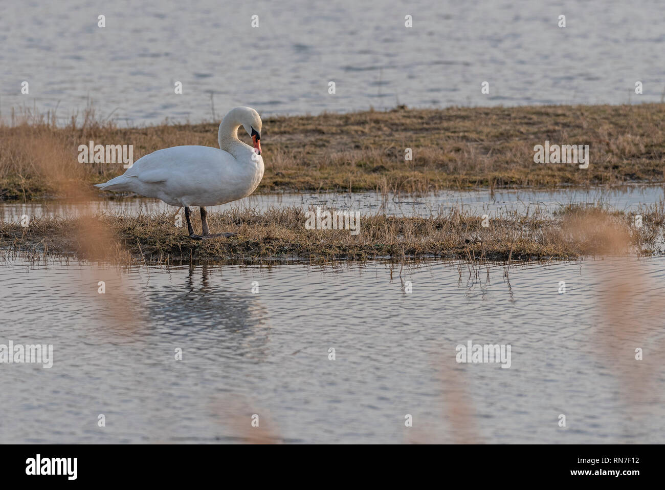 Swan (Cygnini) in Skocjanski zatok, Slowenien - Februar 2019 Stockfoto