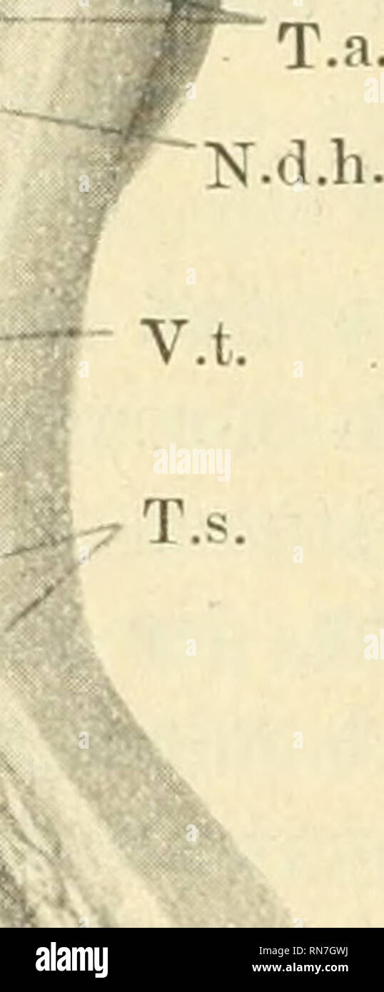 . Anatomischer Anzeiger. Anatomie, Vergleichende; Anatomie, Vergleichende. ;] 26." ein G.s. jugularis interna. Seitwärts von ihm kommt de&lt; - N. vagus zum Vor-schein. Der liintere Teil des oberen gabelförmigen Thymusendes zeigt Nonne ein höchst eigentümliches Verhalten zum N. vagus bzw. Hypo-glossus. Bei der Präparation der Region sieht man, daß of this Thymus-Lappen von einer Neivengabel umfaßt wird, welche sich bei näherer henkes lolland aus folgenden Anteilen zusammengesetzt erweist. Vom N. vagus entfernt befinden sich hoch oben ein Nervenbündel, welches sich nach kurzem Verlauf mit dem N. descendens hypog Stockfoto