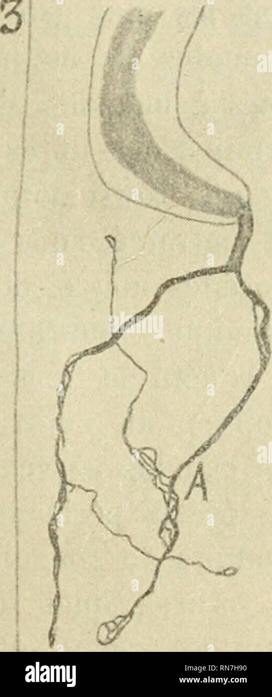 . Anatomischer Anzeiger. Anatomie, Vergleichende; Anatomie, Vergleichende. Abb. 6. Neurofibrilles des Plaques motrices chez le Lapin (d'aprSs Tello). Cerveau usw. Enfin, Koelliker, v. Lenhossek, Retzius, Van Gehuch - zehn, statt, S. Ramon, Lugaro, Dogiel, Meyer et Bien d'autres Encore ont, eux aussi, constate ce Genre de Verbindungen dans une Menge de Regionen du Systeme nerveux. Deux Schlussfolgerungen, Tune d'ordre anatomique, ich'autre d'ordre physio-Logique, d^coulent de toutes ces Bemerkungen: 1° Les Fasern nerveuses de la Substanz grise se terminent librement Gleichheit des arborisations et des Plexus qui Co Stockfoto