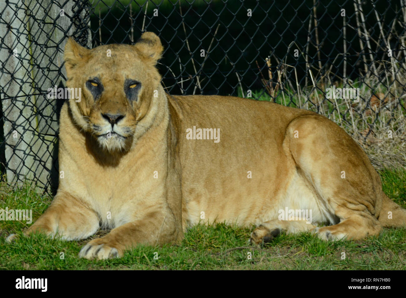 Löwen in Woburn Safari Park, Woburn, Bedfordshire, Großbritannien Stockfoto