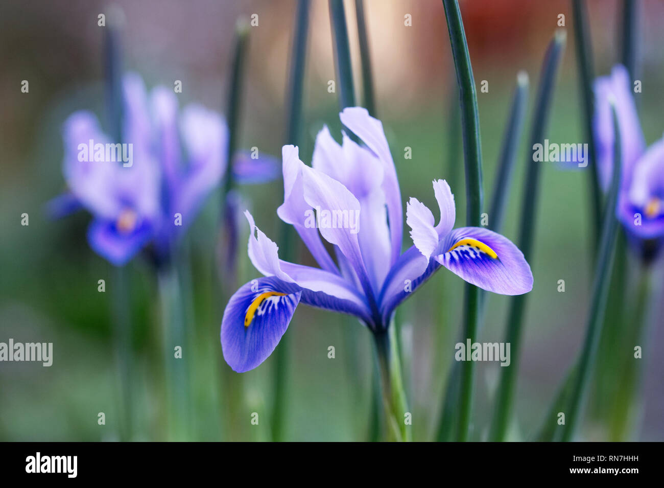 Iris reticulata 'Alida 'Blumen im späten Winter. Stockfoto