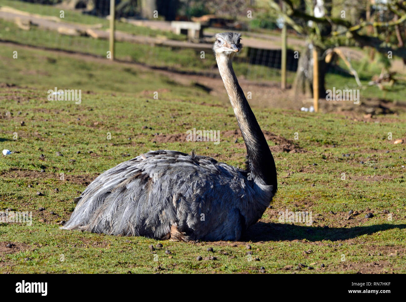 Rhea an der Woburn Safari Park, Woburn, Bedfordshire, Großbritannien Stockfoto