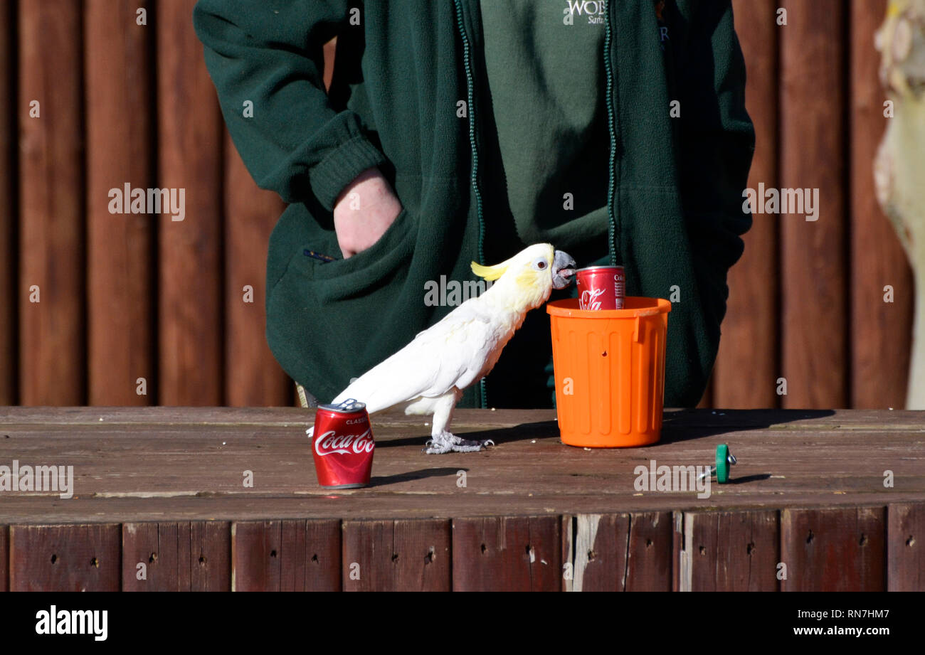 Gelbe Crested Cockatoo Computing eine Dose Cola im bin, an der Woburn Safari Park, Woburn, Bedfordshire, Großbritannien. Durchführen von Parrot Stockfoto