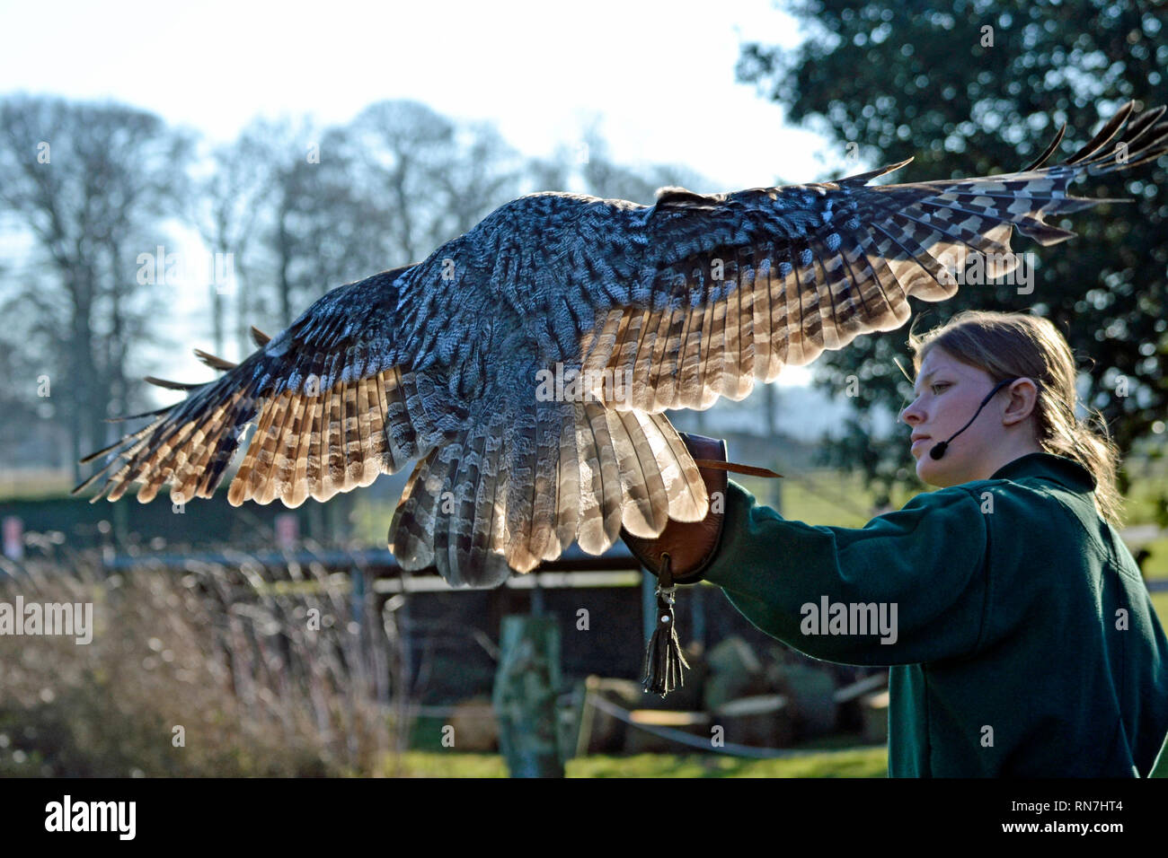 Graue Eule in die Raubvögel Flying Display an der Woburn Safari Park, Woburn, Bedfordshire, Großbritannien Stockfoto