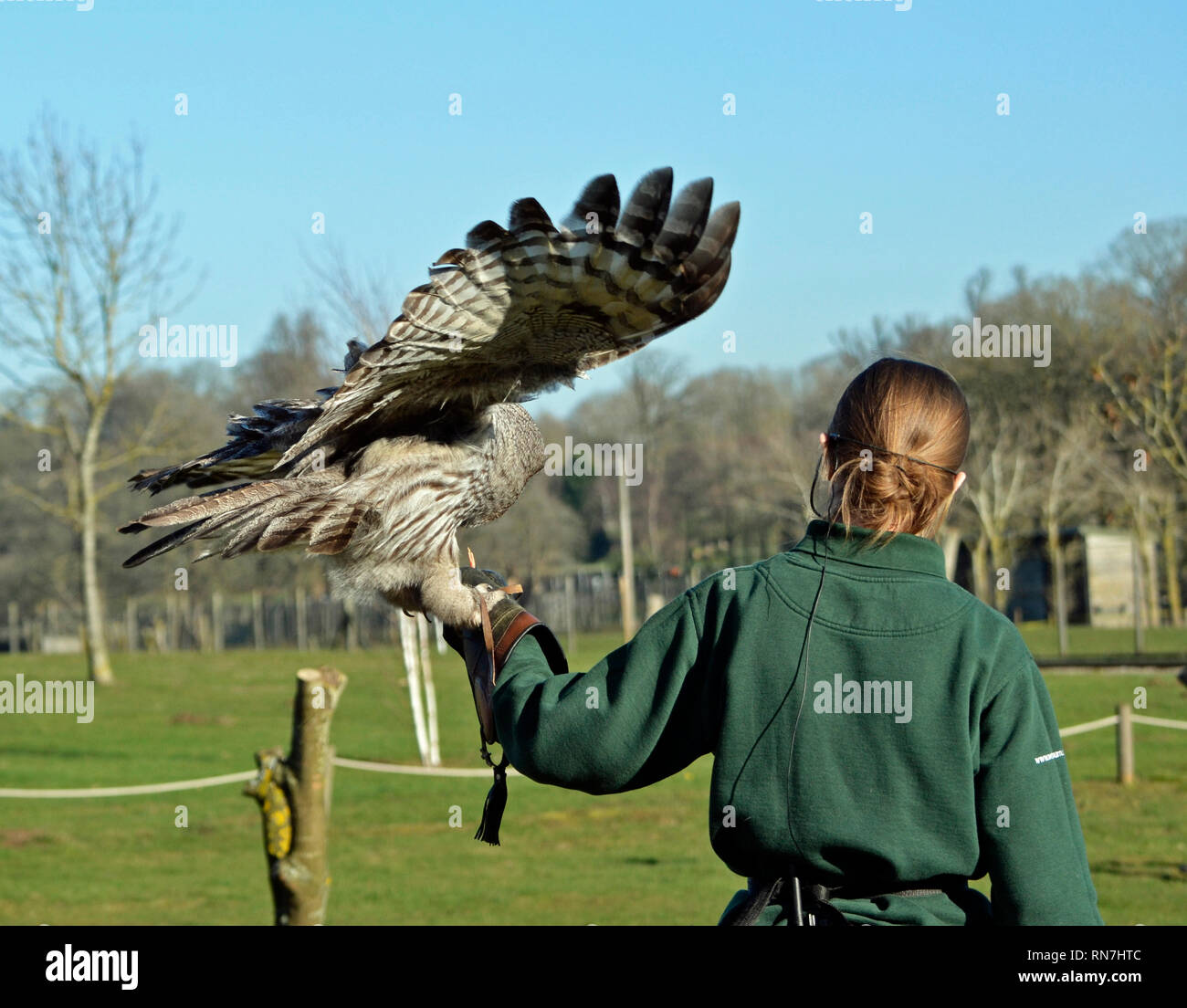 Graue Eule in die Raubvögel Flying Display an der Woburn Safari Park, Woburn, Bedfordshire, Großbritannien Stockfoto