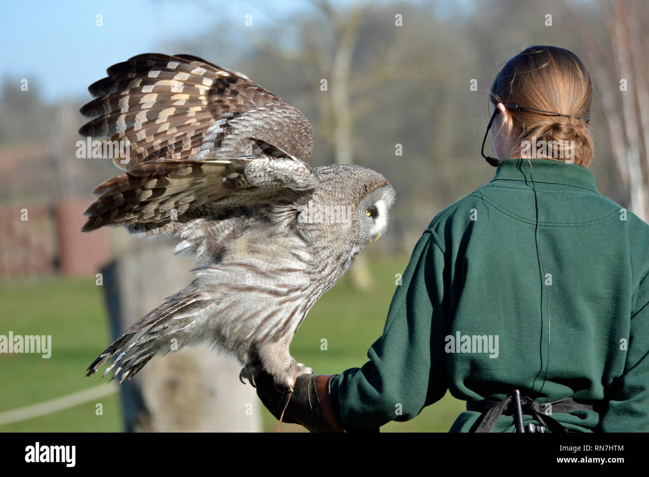 Graue Eule in die Raubvögel Flying Display an der Woburn Safari Park, Woburn, Bedfordshire, Großbritannien Stockfoto