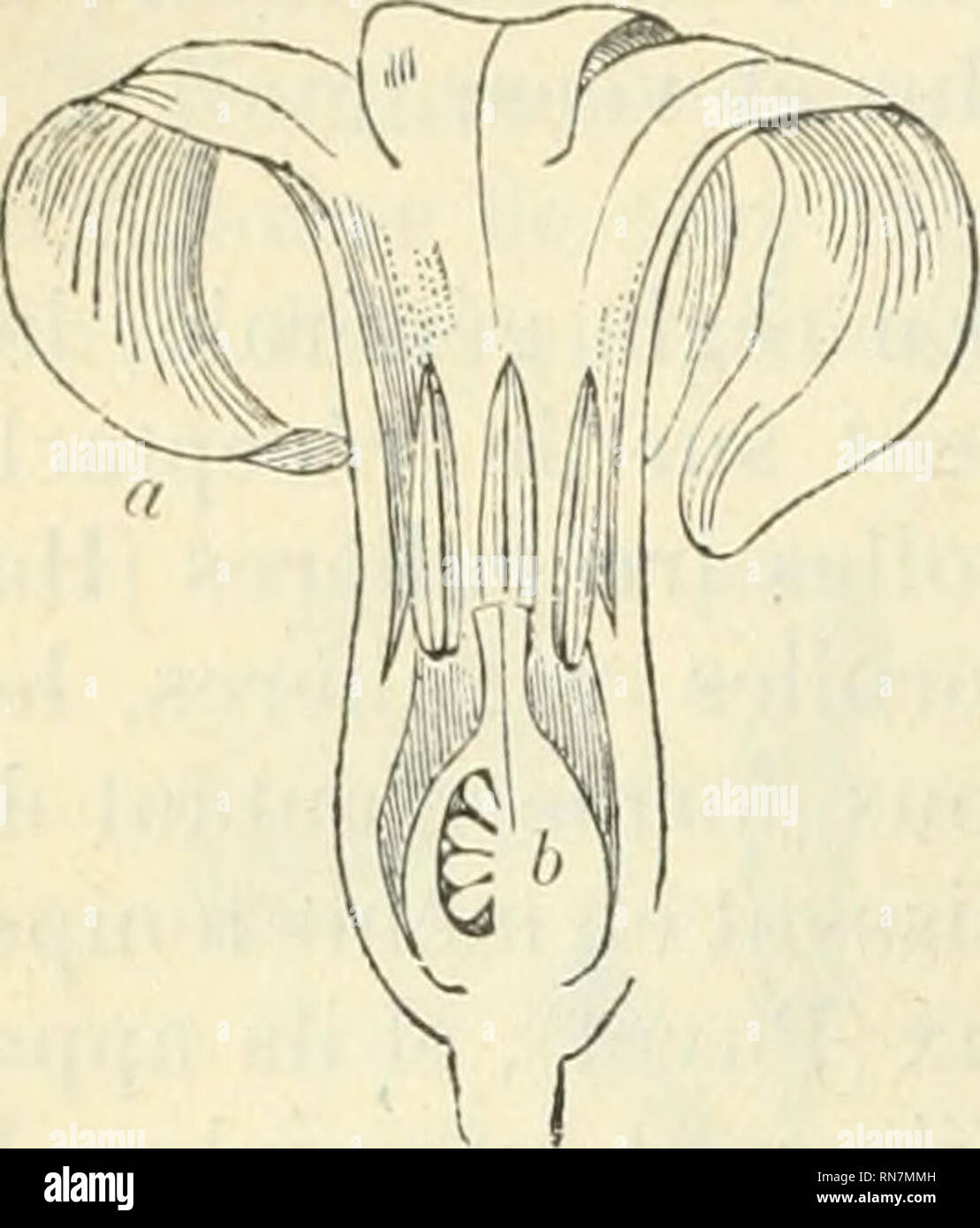 . Végétales physiologie Anatomie et à l'usage des étudiants en sciences naturelles des universités, des élèves à l'Institut agronomique, des écoles d'Landwirtschaft usw. Anlage Anatomie; Pflanzenphysiologie. 7 S8 LE PERIANTHE ccnoe [ijamoscpalic ou généralric (; (Vers le soninicl rallongciii nicht tun. Abb. 925. - Fleur de Ja-ointlie. À, ovaire supère, à pcrianthe ganiopliylle [a] et d'lilets étainines concrescents au Pé-lianthe; au Centre, Pis - til à ovaire triloculairc etàplacentationaxile (è). Asperge, Muguet) (Abb.) ganwprtalic Vient de ce que la Zone eut des pétales sépales ou de s'établit, Ces org Stockfoto