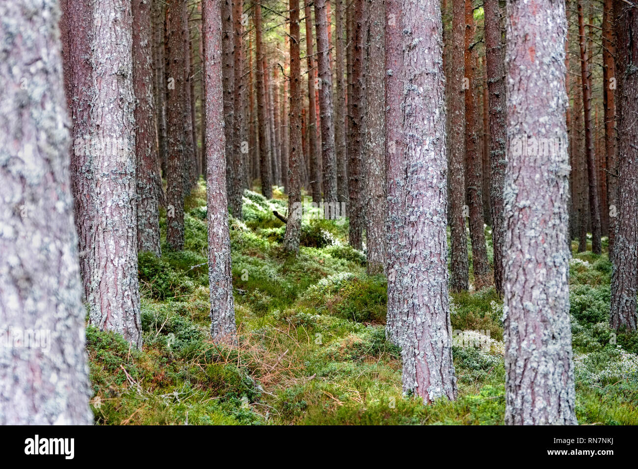 Forstwirtschaft Plantage, Cairngorms, Schottland, Großbritannien Stockfoto