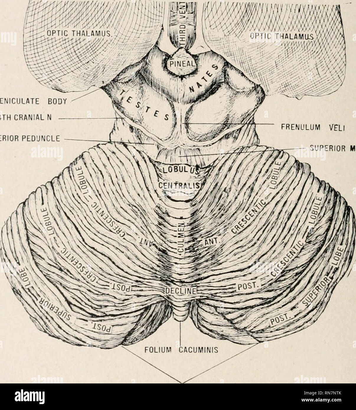 Anatomie auf den Punkt: Eine Abhandlung über die Anatomie des Menschen in  seiner Beziehung zu Osteopathie. Die menschliche Anatomie; osteopathische  Medizin osteopathische Medizin; Anatomie. 368 Anatomie in einer Nußschale.  Die chiasms