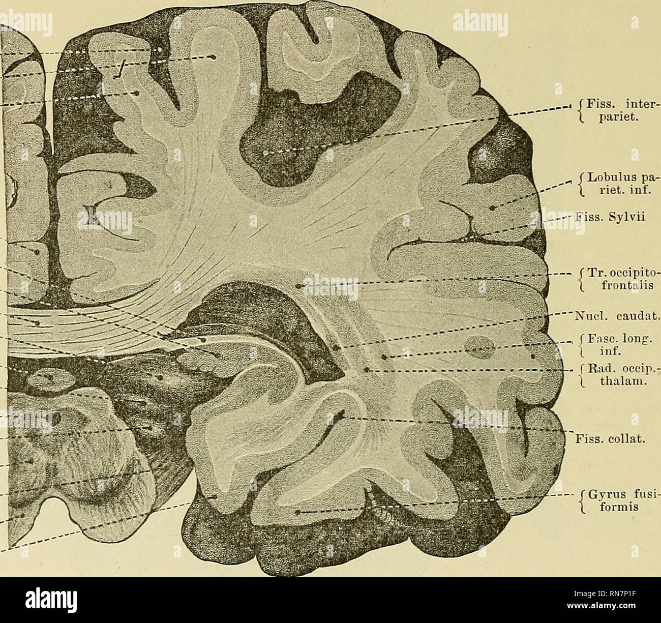 . Die Anatomie des zentralen Nervensystems des Menschen und der ...