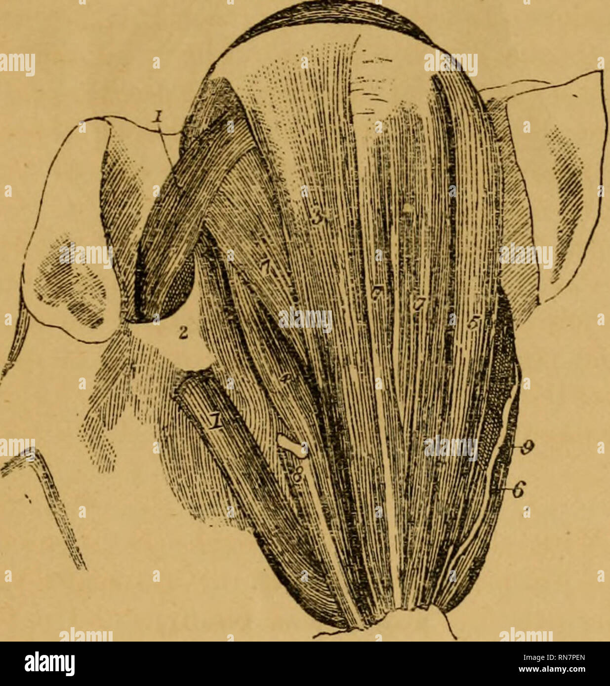 . Die Anatomie des Pferdes; eine Dissektion führen. Pferde. Zerlegung DER KOPF UND HALS. 209 Anzahl der Kanäle, die auf der Augenoberfläche der oberen Augenlid geöffnet, in der Nähe der zeitlichen canthus. Die Stopfbuchse entfernt werden soll. Die LEVATOR PALPEBRiE Superioris wird auf Seite 175 beschrieben. Die Membrana Nictitans und seiner Verbindung mit dem Fettgewebe der Kavität sind auf Seite 173 beschrieben. Abb. 22. Muskeln des Auges. 1, 1. Superior schräg; 2. Faserige loop für den gleichen; 3. Superior rectus; 4. Interne rectus; 5. Externe rectus; 6. Inferior rectus; 7, 7, 7. Fasciculi des Retraktors; 8. C Stockfoto