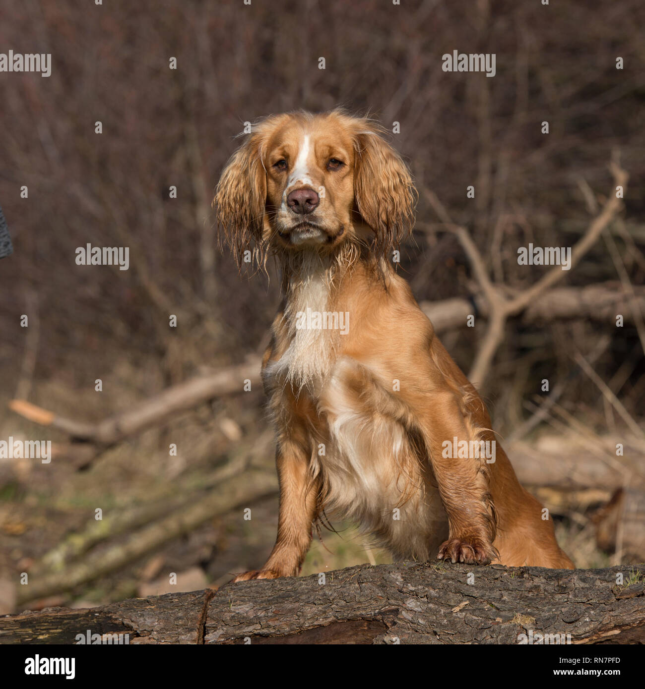 englischer Cocker Spaniel Hund Stockfoto