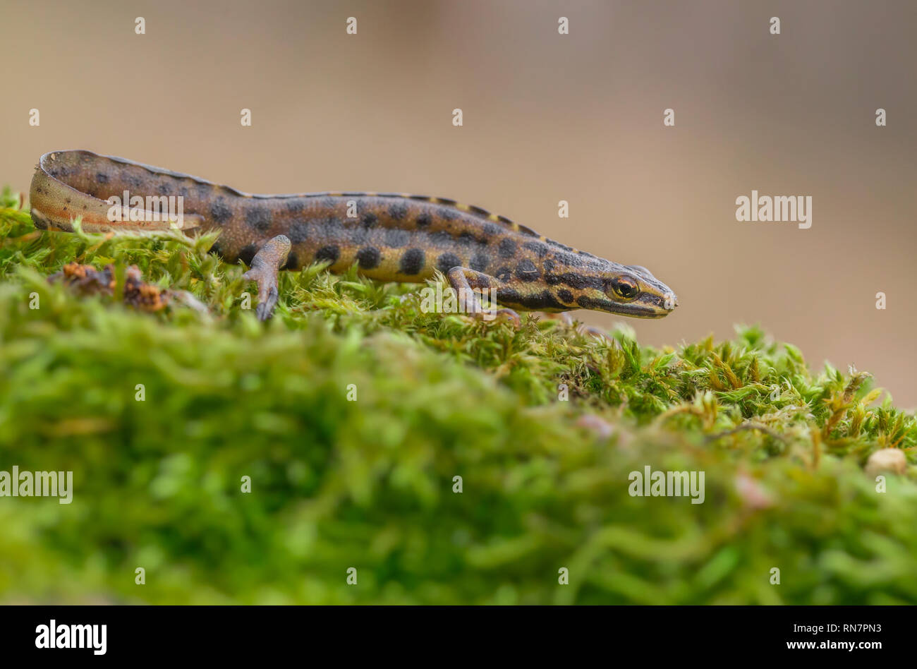 Der teichmolch, auch bekannt als die gemeinsame newt Triturus vulgaris Lissotriton vulgaris früher in der Tschechischen Repiblic Stockfoto