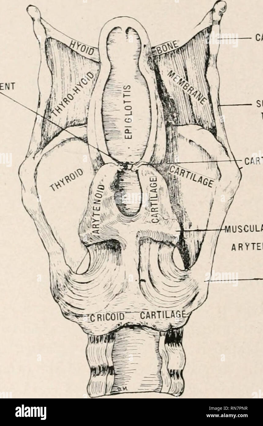 . Anatomie auf den Punkt Eine Abhandlung über die Anatomie des