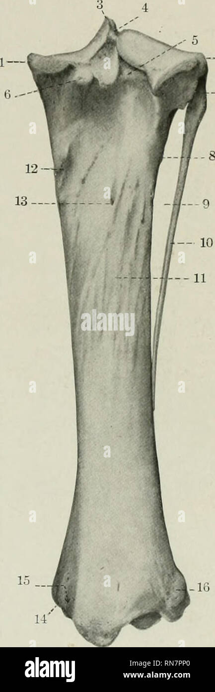 . Die Anatomie der Haustiere. Veterinär Anatomie. Lat - 1, Tuberosity; 2, Sulcus rauscularis; 3, Crest; 4, Wirbelsäule; 5, lateralen Kondylus; 6, Leiter der Fibel; 7, Widerrufsbelehrung - sion von anterior tibial Schiffe; 8, Welle der Fibel; 9, Lat- grenze von Tibia; 10, lateral malleolus; 11, Groove für seitliche Streckmuskelsehne. Abb. 90.- rechten Schienbein und Wadenbein des Pferdes; Poste - Rior Anzeigen. 1, medialen Condylus; 2, lateralen Kondylus; 3. der Wirbelsäule; 4, Abwassertank für vorderen Kreuzband; 5, A. poplitea Kerbe, 6, Tuberkel für posterior cruciate Hgament; 7, Leiter der Fibel; S, vaskuläre Eindruck; 9, interosseous Raum; 10. Stockfoto