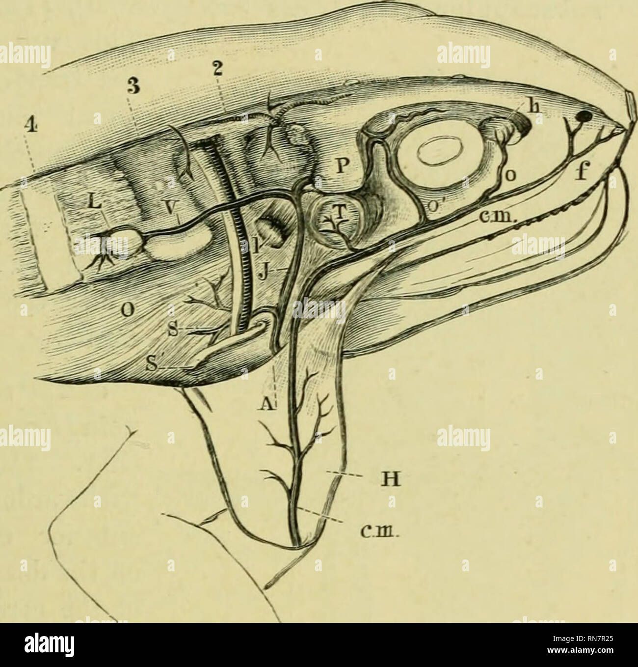 . Die Anatomie der Frosch. Frösche - - Anatomie; Amphibien - Anatomie. Die VENEN. 243 (i) Die Vena jugularis interna [Fe^ia jtigularis), (Abb. 160 J) kann von der Grenze des M. levator schulterblatts nach oben zurückverfolgt werden und leitet zu dem Teil der prootic Knochen behindern: Es geht dann nach vorne unter die seitlichen Prozess des prootic, in eine Nut auf der vorderen Oberfläche des gleichen Knochen, in Richtung der behindern Winkel der Orbit, wo es die Venen erhält aus der Schädelhöhle (siehe Gefäße des Gehirns, S. 165), und auch einen Zweig aus dem Orbit. Abb. 160.. Ein Innominate Vene. 0 cm. Die kutane Vene. P f N Stockfoto