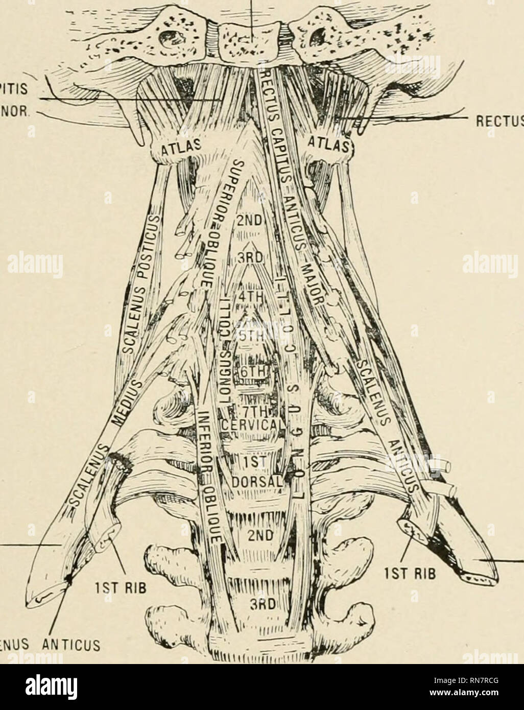 . Anatomie auf den Punkt: Eine Abhandlung über die Anatomie des Menschen in seiner Beziehung zu Osteopathie. Die menschliche Anatomie; osteopathische Medizin osteopathische Medizin; Anatomie. Anatomie in einer Nußschale. 267 bestehen aus zwei Schichten: die oberflächlichen erstreckt sich von einem Wirbel in der dritten oder vierten, und die tieferen verbinden angrenzenden Wirbel. Die bandscheiben Stoff oder Scheiben Formen etwa ein Viertel der Wirbelsäule. Sie entsprechen der Form der Knochen benachbarten. Sie dicker an der Anterioren sind als am hinteren Rand der Hals- und Lendenwirbelsäule, PLATTE CX. Arteria PROZESS DES OKZIPITALEN RECTUS CAPITIS A Stockfoto