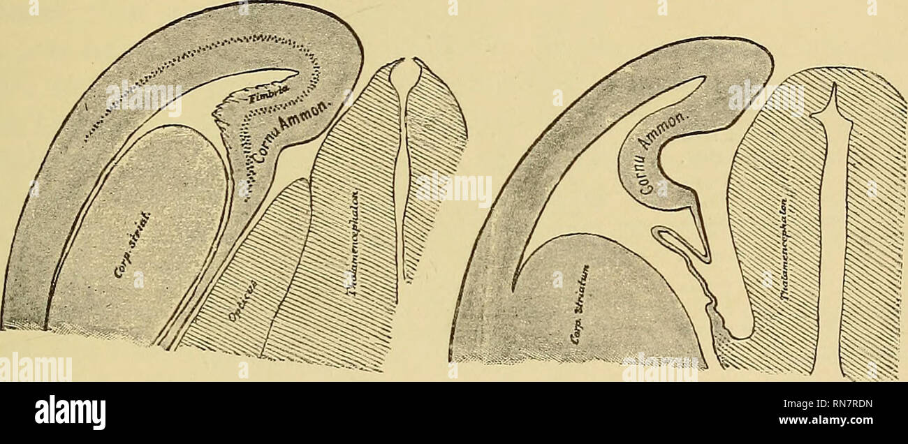 . Die Anatomie des zentralen Nervensystems des Menschen und der Wirbeltiere im Allgemeinen. Neuroanatomie; Zentrales Nervensystem. Die CEKEBEITM oder PROSENCEPHALON". 171 • Entwicklung der olfaktorischen Apparate; so abhängig, dass in aquatischen mam-mals mit Verkümmerten olfactories, diese Kortikalen Bereich ist nachweislich nur in rudimentärer Form, während in der grabende Nagetiere es einen Enor-mous Entwicklung verwirklichen können. Durch diese Untersuchungen die Demonstration scheint abgeschlossen, dass die kortikalen Anteil gerade beschrieben ist der kortikalen Zentrum für den Geruchssinn. ISTot nur eine Fibre-channel-system Ende im Adr Stockfoto