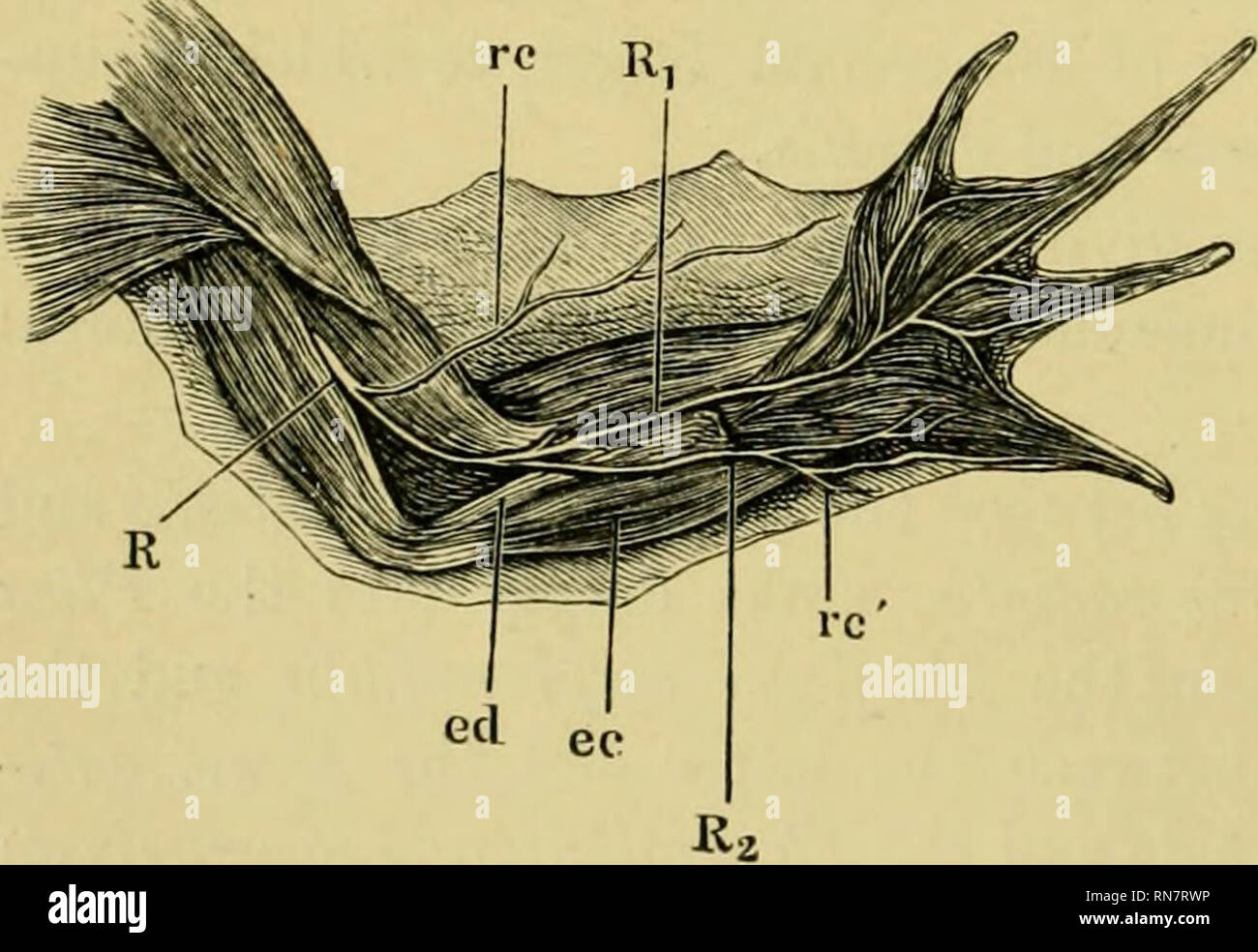 . Die Anatomie der Frosch. Frösche - - Anatomie; Amphibien - Anatomie. Die nerven Der ventrale Oberfläche des Arms. Die hand Supinated und die oberflächliche Schicht (Flex, Carpi rad. und uln., Flex. dig. commun.) wurde entfernt. R N. radialis. u N. ulnaris. vc R. cutan.inf des N. ulnaris. ähm Gabelung des N. ulnaris. Entlang der Knochen zu sein in diesem Kurs es äußere Seite, gibt: - Rami muskulös es auf die einzelnen Teile des M. triceps. Der Ramus superior cutaneus (Abb. 125 re) auf die Haut an der Oberfläche des '^' '^^' den oberen Arm und Arm. Der Nerv sinkt tief unter den o Stockfoto