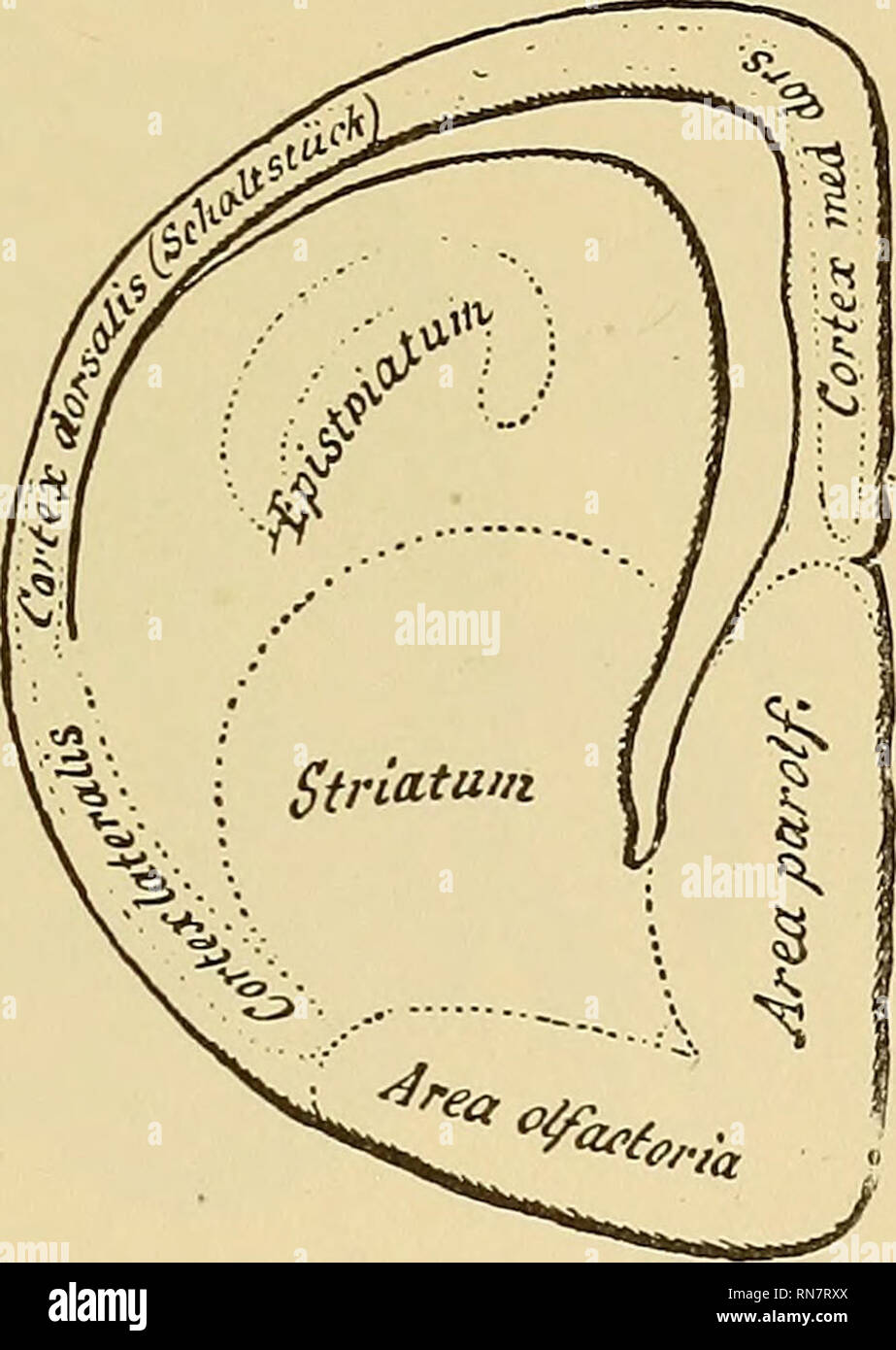 . Die Anatomie des zentralen Nervensystems des Menschen und der Wirbeltiere im Allgemeinen. Neuroanatomie; Zentrales Nervensystem. Abb. 103. - Schematische frontaler Schnitt durch das Gehirn einer Schildkröte (links) und einer Eidechse (rechts). möglich durch embryologische Methoden; später, auch durch die Untersuchung von entartungen. Wenn man den ganzen Mantel entfernen von einem Hund Gehirn, - ein Meisterstück erfolgreich durchgeführt von Monakow auf das neugeborene Tiere und durch Goltz auf der Erwachsenen, - alle Pakete, die sich aus, den Mantel degenerieren, und denen, die aus dem Striatum ergeben, bleiben unberührt. In den Glasfenstern Abschnitt sind diese b Stockfoto