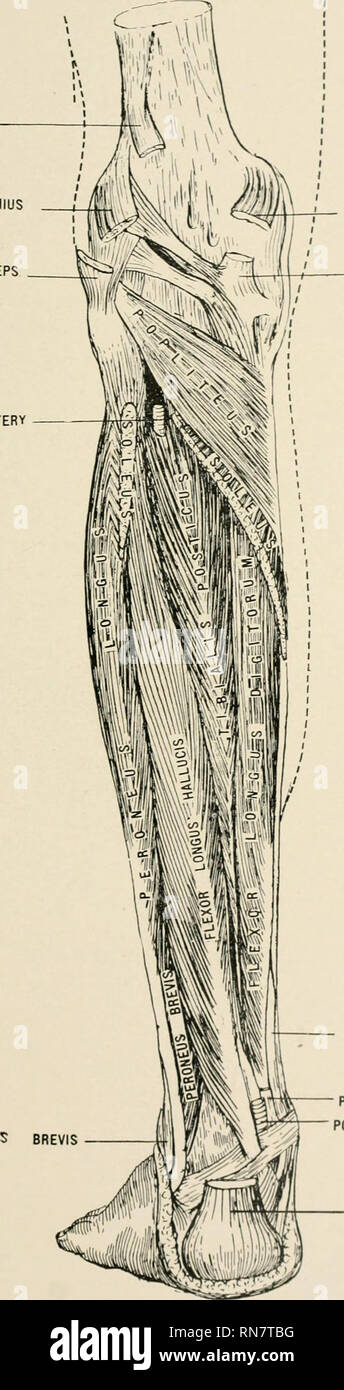 . Anatomie auf den Punkt: Eine Abhandlung über die Anatomie des Menschen in seiner Beziehung zu Osteopathie. Die menschliche Anatomie; osteopathische Medizin osteopathische Medizin; Anatomie. Platte LXXIX. PtANTARIS ÄUSSEREN LEITER DER GASTROCNEMIUS zweiköpfiger Muskel ANTERIOR TIBIAL ARTERIE. Innere Leiter der GASTROCNEMIUS ich sehne DES SEMIMEMBRANOSUS PERONEUS BREVIS TIBIALIS POSTICUS. Hintere Kopfeinheit Tibialis posterior TIBIAL ARTERY TENOO ACHILIS Muskeln an der Rückseite des Beines (Deel Layer). 209. Bitte beachten Sie, dass diese Bilder aus gescannten Seite Bilder, die digital für die Lesbarkeit verbessert haben mögen - Färbung und Aussehen Dieser illustrati extrahiert werden Stockfoto