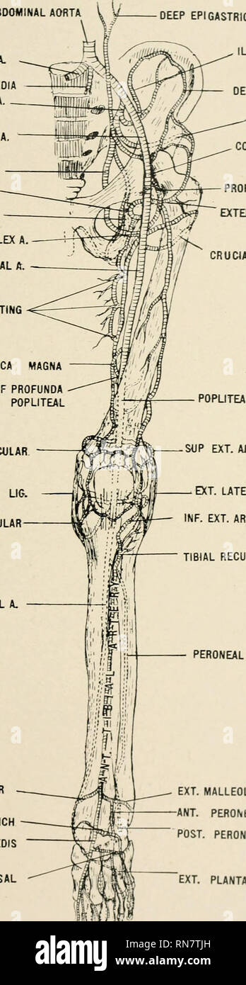 . Anatomie auf den Punkt: Eine Abhandlung über die Anatomie des Menschen in seiner Beziehung zu Osteopathie. Die menschliche Anatomie; osteopathische Medizin osteopathische Medizin; Anatomie. Bauchaorta GEMEINSAME A. iliaca SACRA MEDIEN ILIACA A. iliaca ext., A. N. obturatorius A. SCIATIC A. PUDIC ARTERIE INTERNE ZIRKUMFLEX EINE OBERFLÄCHLICHE A. femoralis PERFORIEREN ANASTOMOTICA MAGNA TERMINAL ZWEIG DER PROFUNDA ANASTOMOSING BEREICH MIT KNIEBEUGE SUP. INT. ANT1 BESONDERE INT. Seitliche UG. INF. INT. Gelenkknorpel POPLITEA SOP EXT. AflTICULAR POST. Nervus tibialis A. INT. MALLEOLAR TARSAL ZWEIG DIREKTBESTELLUNG METATARSUS. Platte LXXII. Tiefe EPIGASTRISCHEN EINE LIO-LUMB Stockfoto