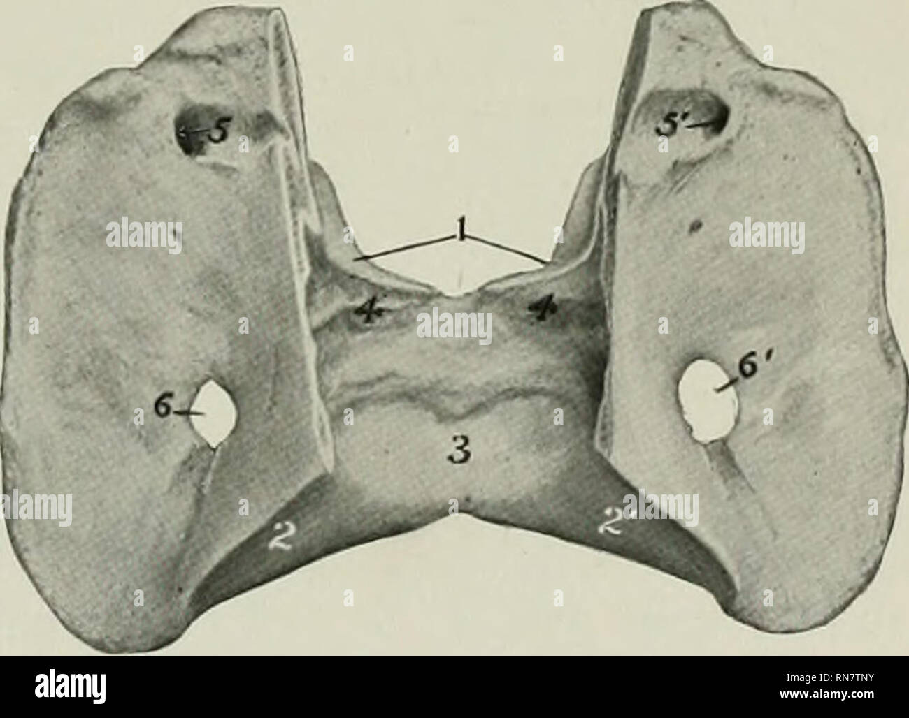 . Die Anatomie der Haustiere. Veterinär Anatomie. Der ATLAS 35 Die dornfortsätze die Gelenkfortsätze der gleichen Seite, auf der Vierten und Fünften; auf der Dritten der anterioren Prozess nicht erreichen. 4. Die transversale Prozesse sind groß und die Platte. Jede entsteht, indem zwei Wurzeln, eine vom Arch und eines aus dem Körper; zwischen diesen ist das foramen transversarium, durch die der Wirbelsäule Gefäße und Nerven. Die Aggre-gate Dieser steingrab bildet den canalis transversarius. Der Prozess gliedert sich seitlich in anterioren und posterioren Zweige, die verdickte und rauhe für m Stockfoto