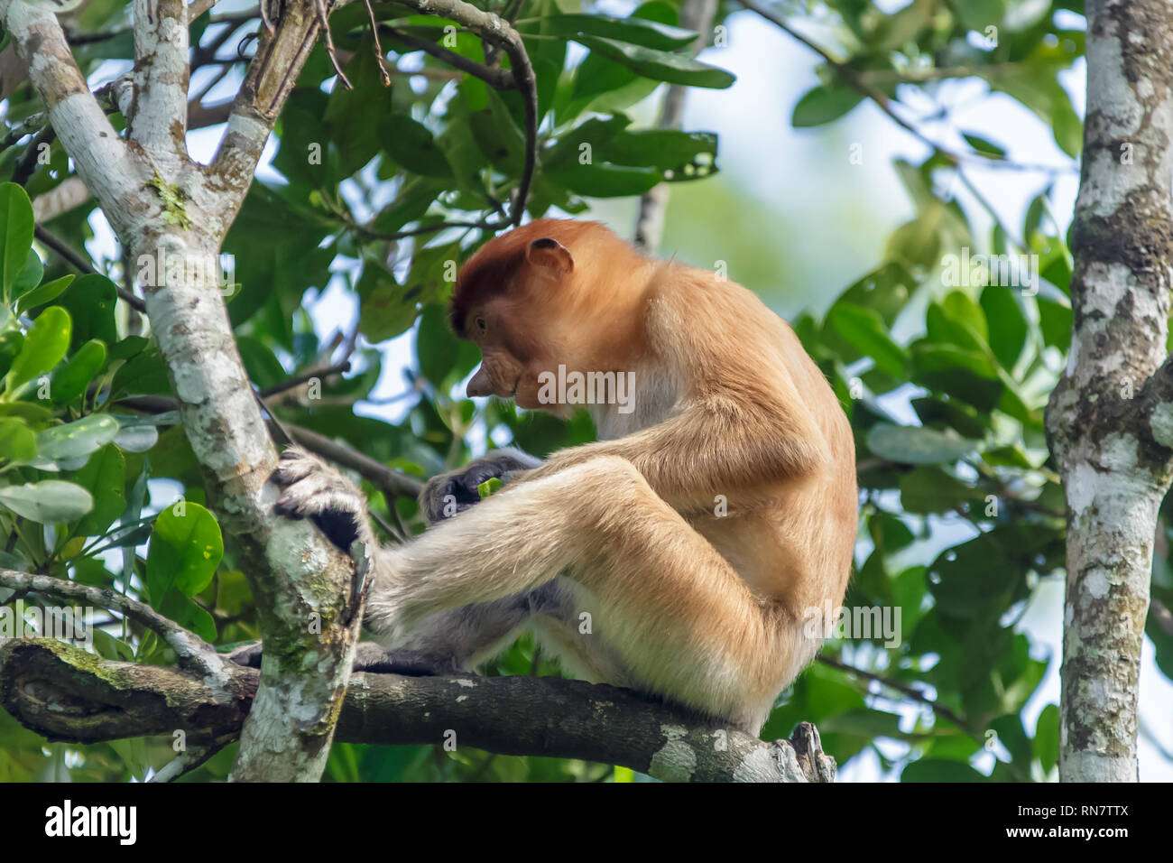 Proboscis Monkey oder Nasalis larvatus Stockfoto